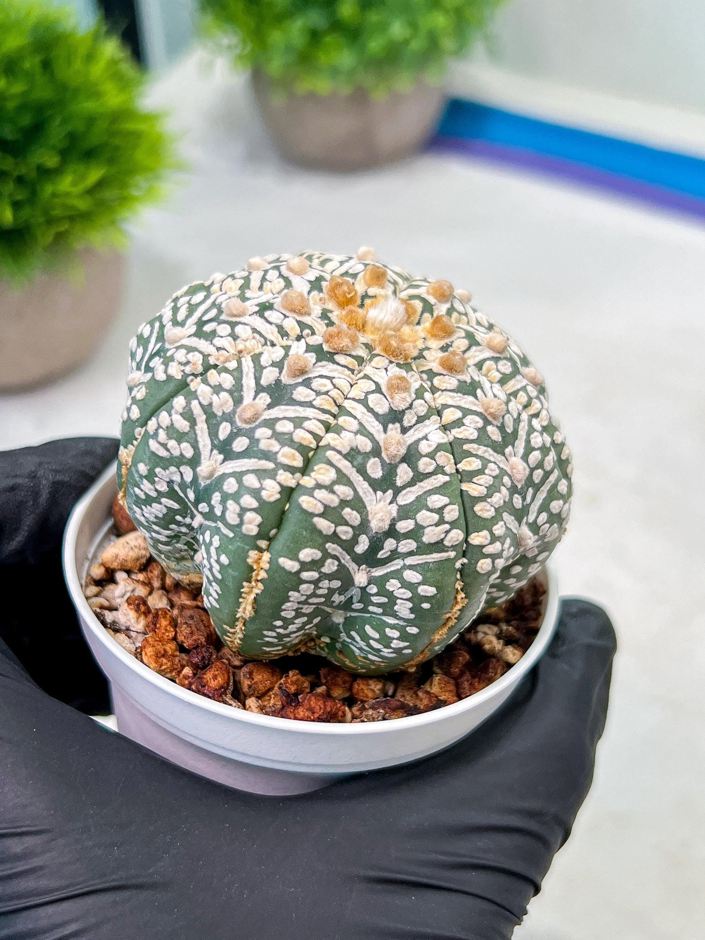 Custom Order- We’ll send you the exact live plant pictured (T9) (g2) | Las Vegas Plant Shop | 3" Pot