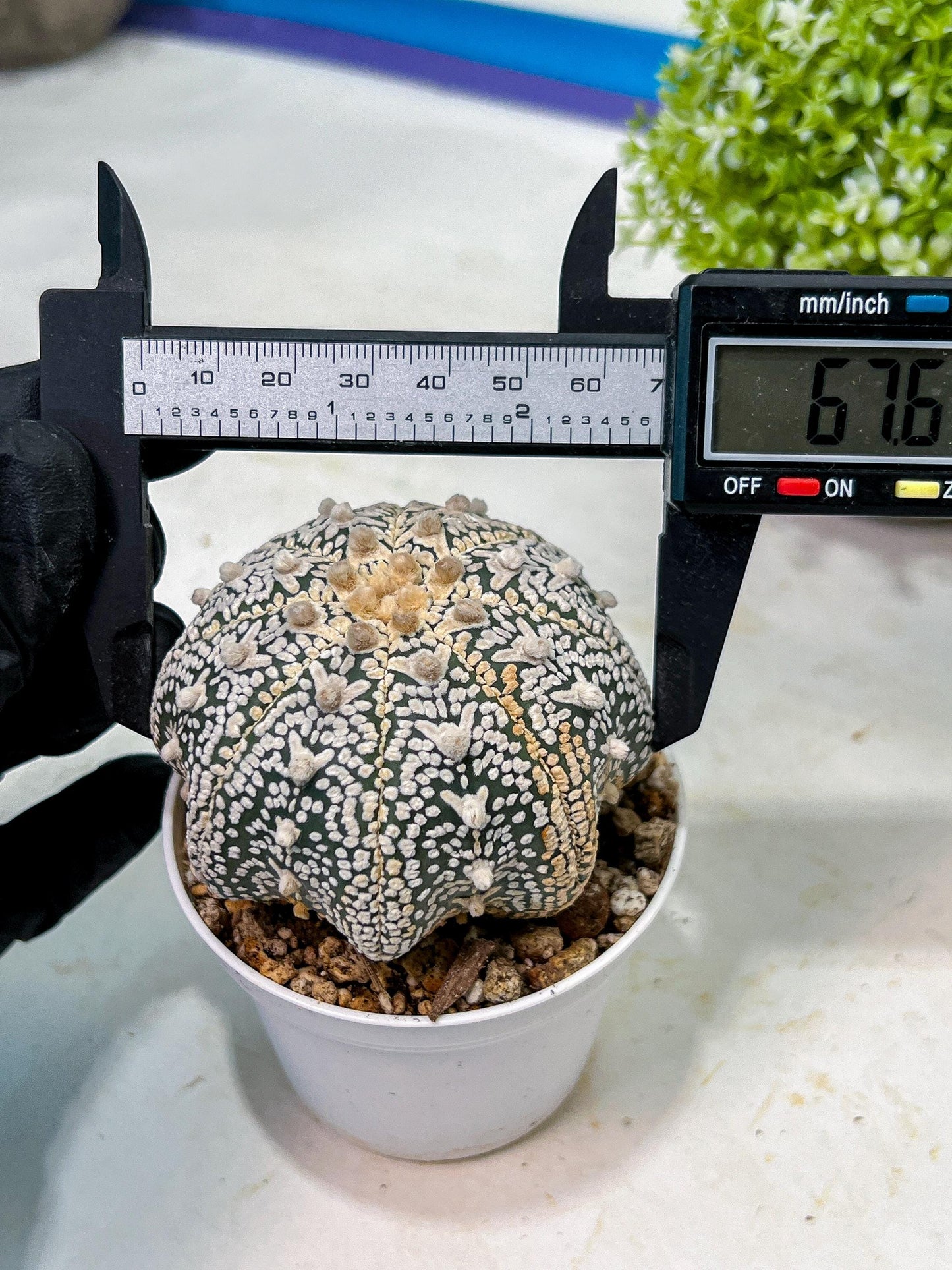 Custom Order- We’ll send you the exact live plant pictured (T9) (g3) | SHIP from USA | 3" Pot