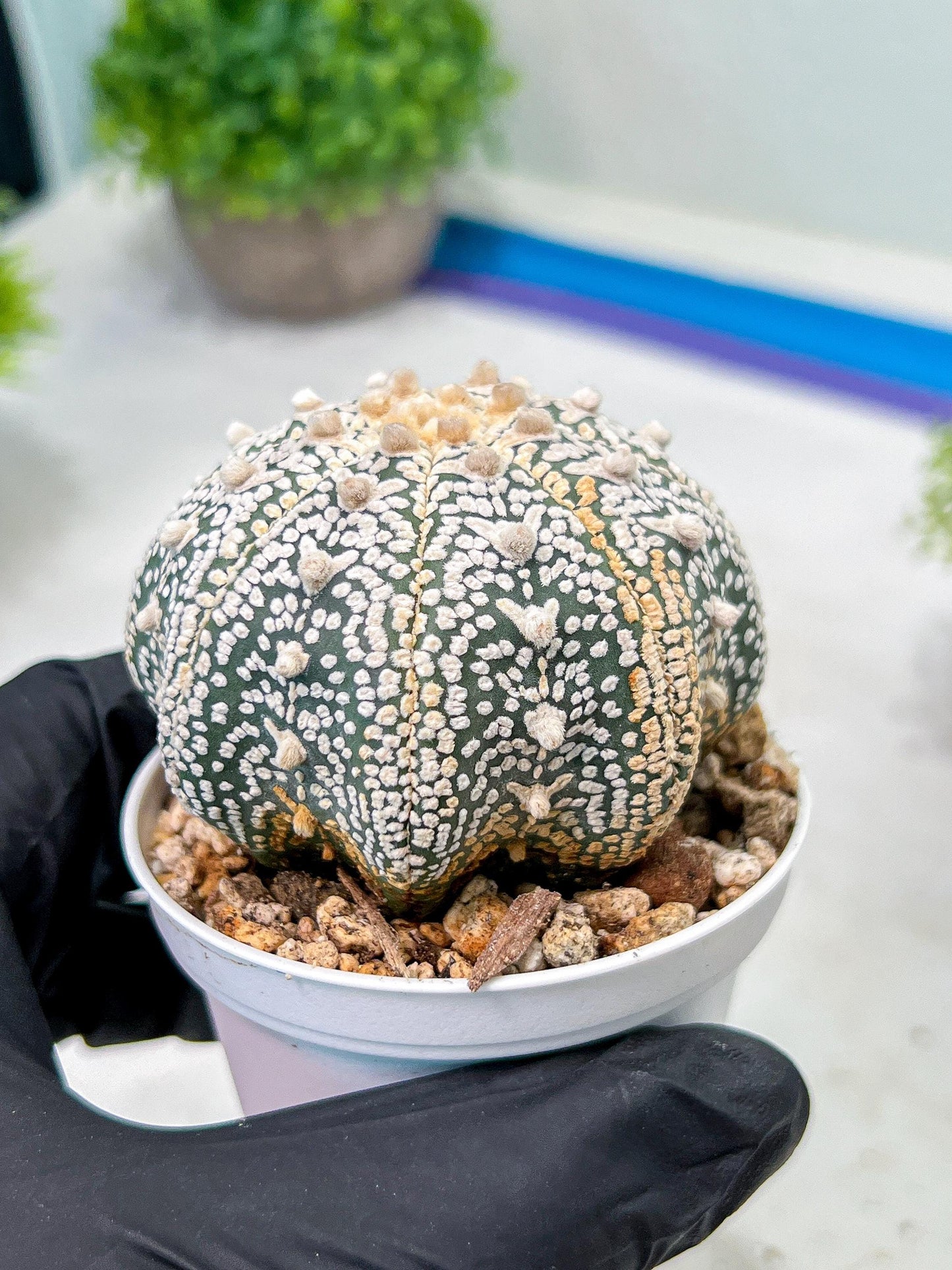 Custom Order- We’ll send you the exact live plant pictured (T9) (g3) | SHIP from USA | 3" Pot