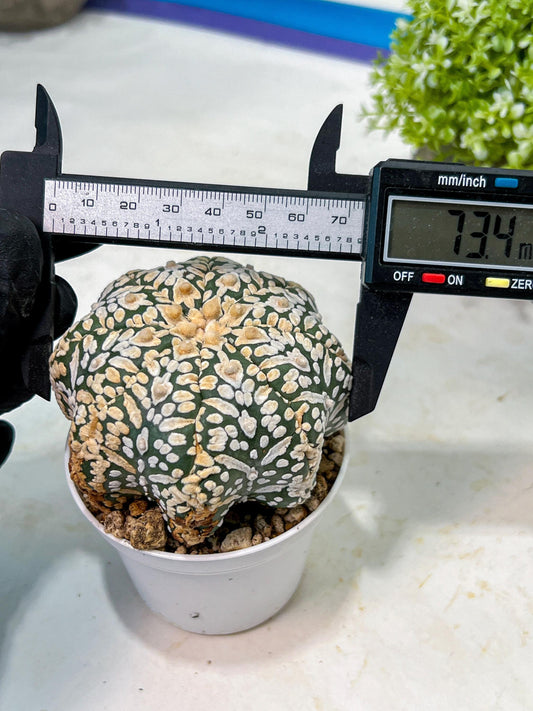 Custom Order- We’ll send you the exact live plant pictured (T9) (g4) | Las Vegas PLANT SELLER| 3" Pot