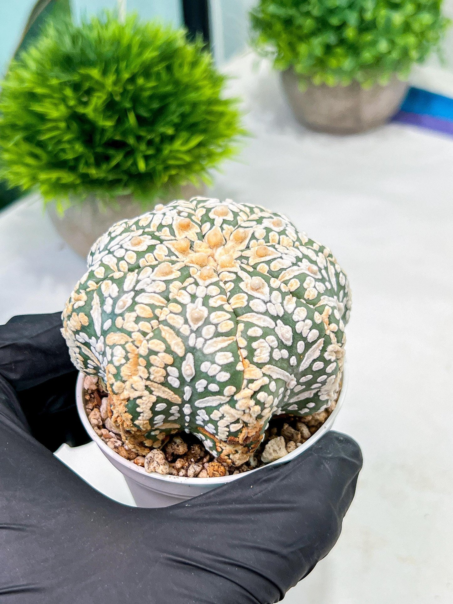 Custom Order- We’ll send you the exact live plant pictured (T9) (g4) | Las Vegas PLANT SELLER| 3" Pot