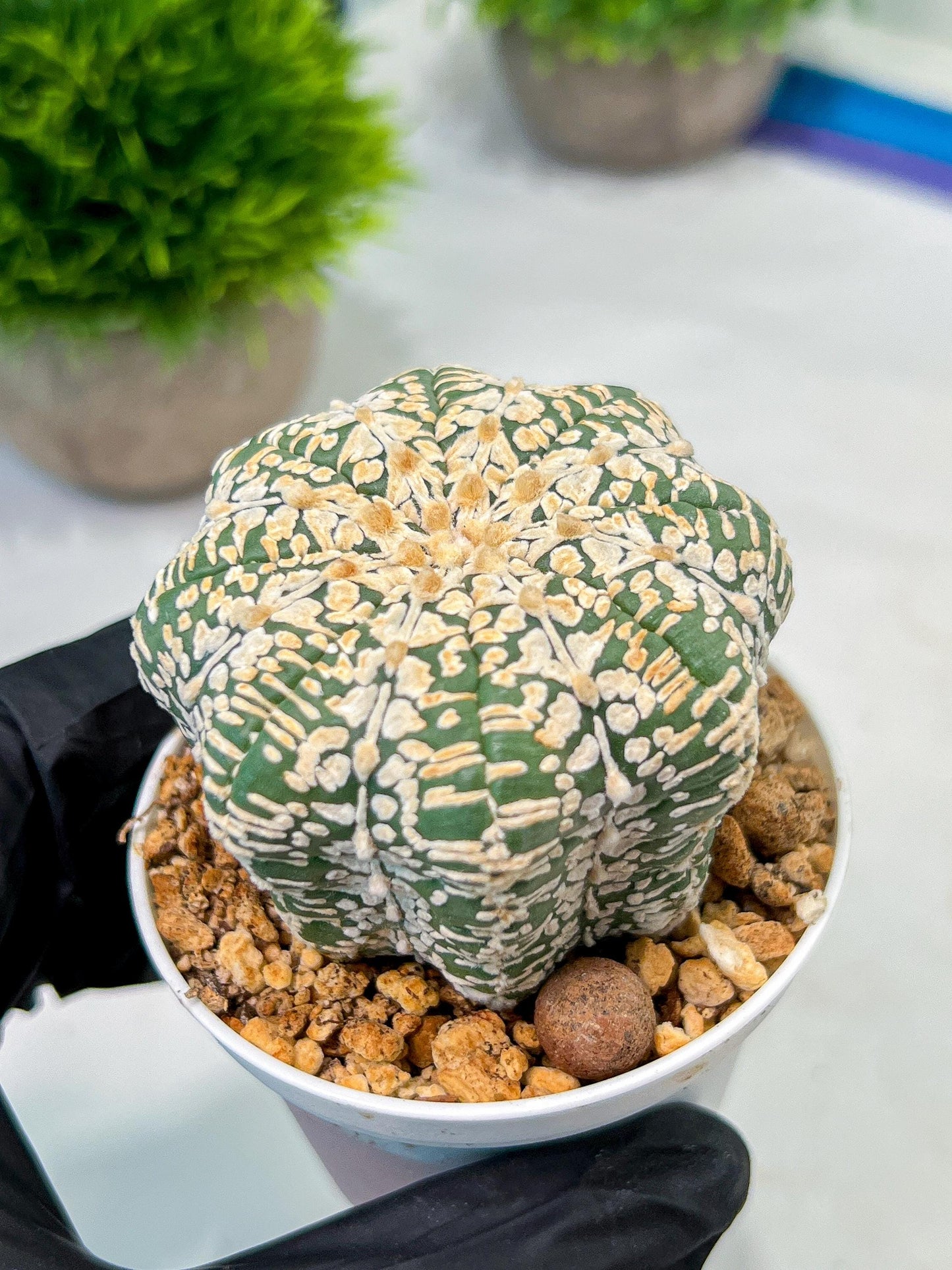 Custom Order- We’ll send you the exact live plant pictured (T9) (g5) | Las Vegas Plant Shp | 3" Pot