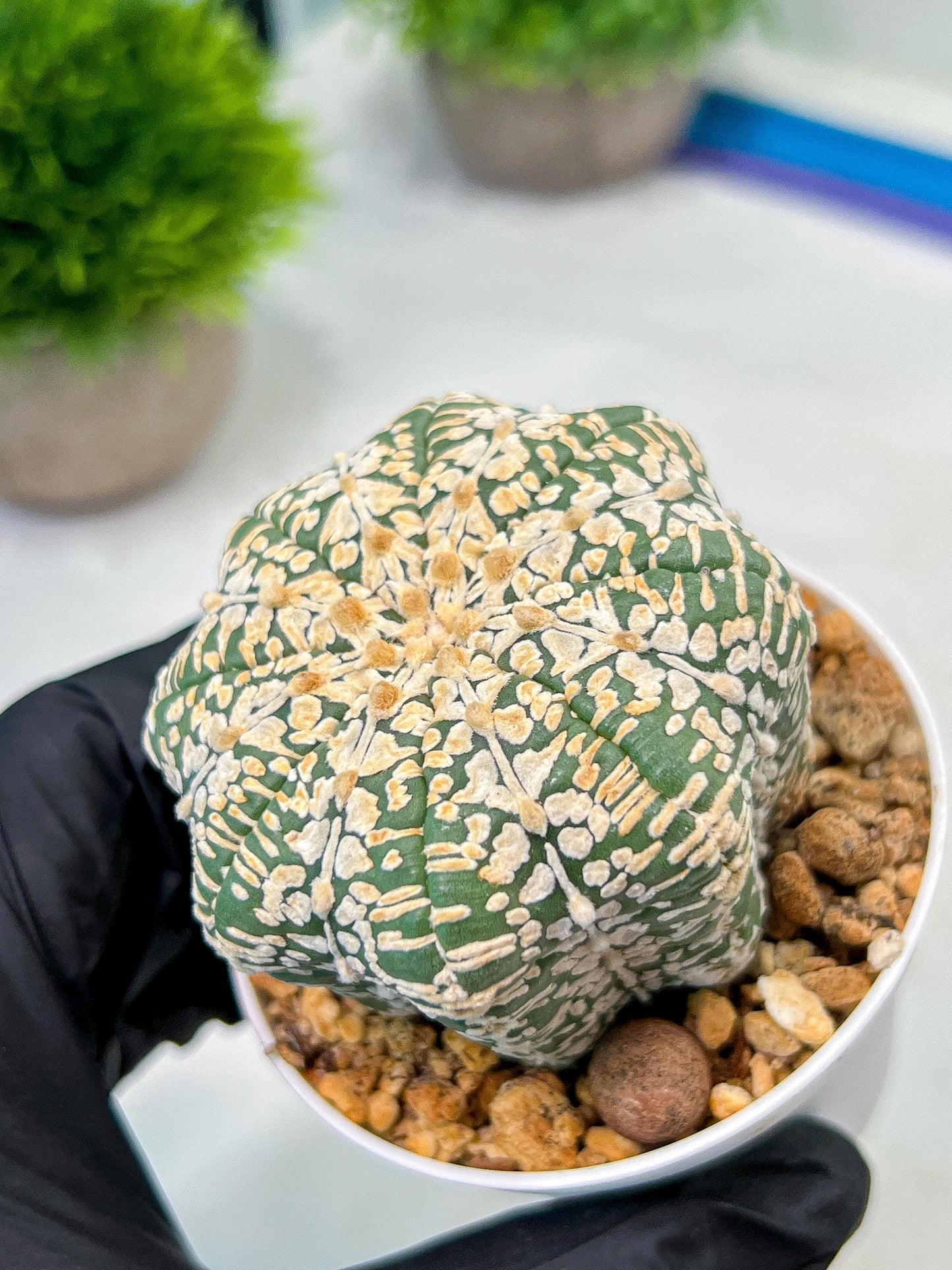 Custom Order- We’ll send you the exact live plant pictured (T9) (g5) | Las Vegas Plant Shp | 3" Pot