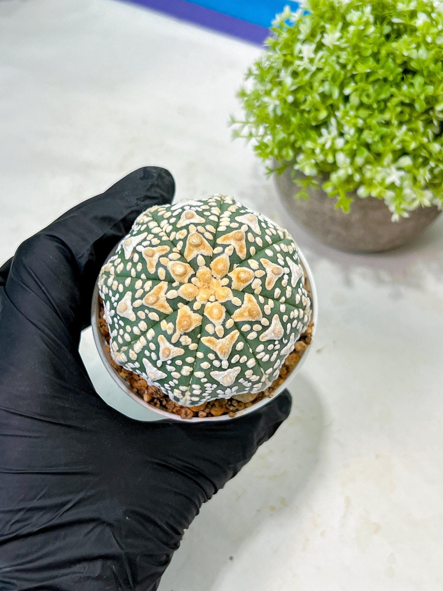 Custom Order- We’ll send you the exact live plant pictured (T9) (g6) | American Plant Seller | 3" Pot