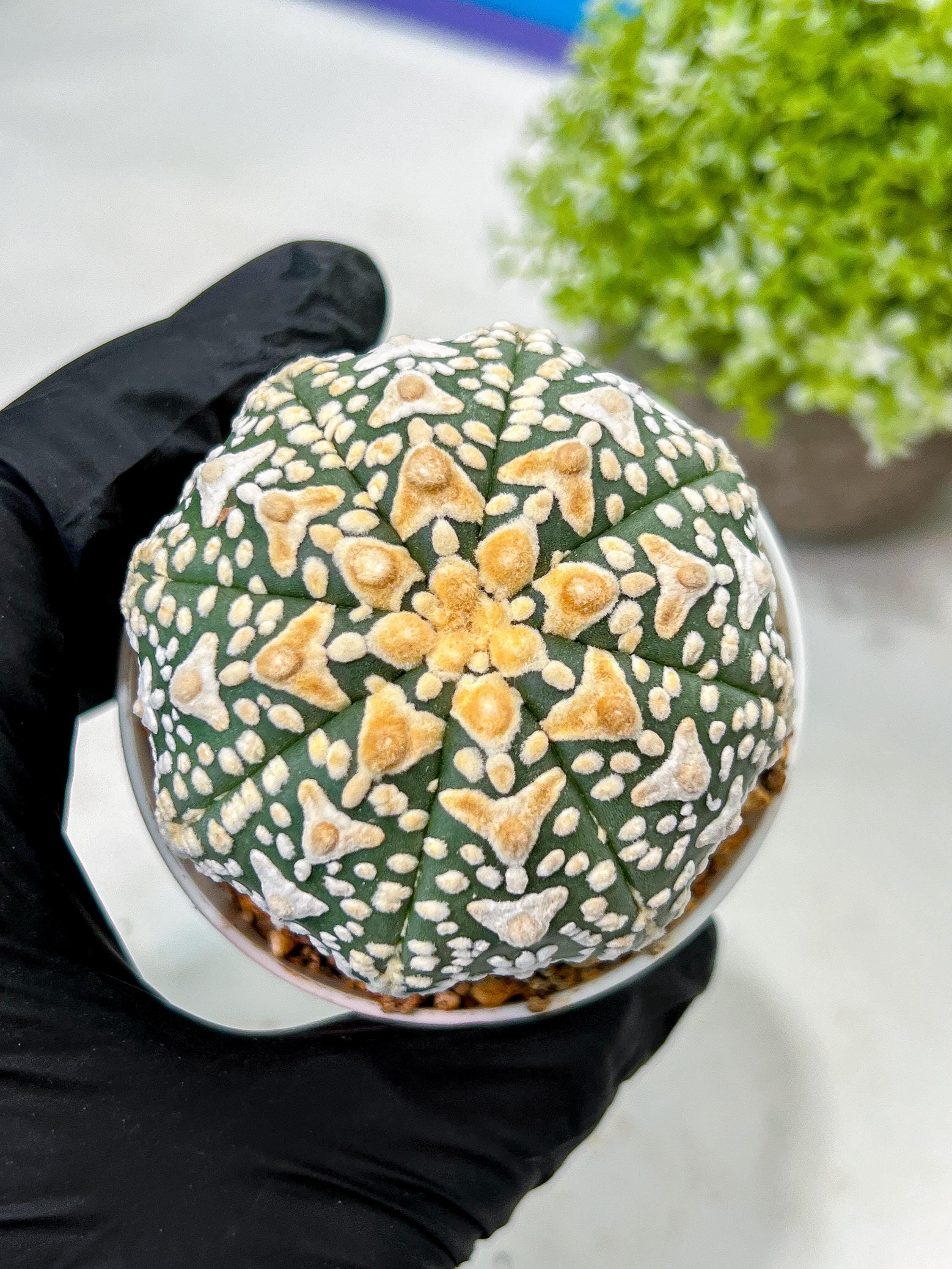 Custom Order- We’ll send you the exact live plant pictured (T9) (g6) | American Plant Seller | 3