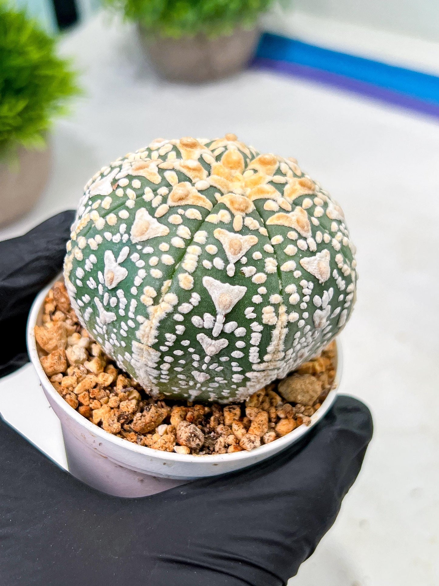 Custom Order- We’ll send you the exact live plant pictured (T9) (g6) | American Plant Seller | 3" Pot