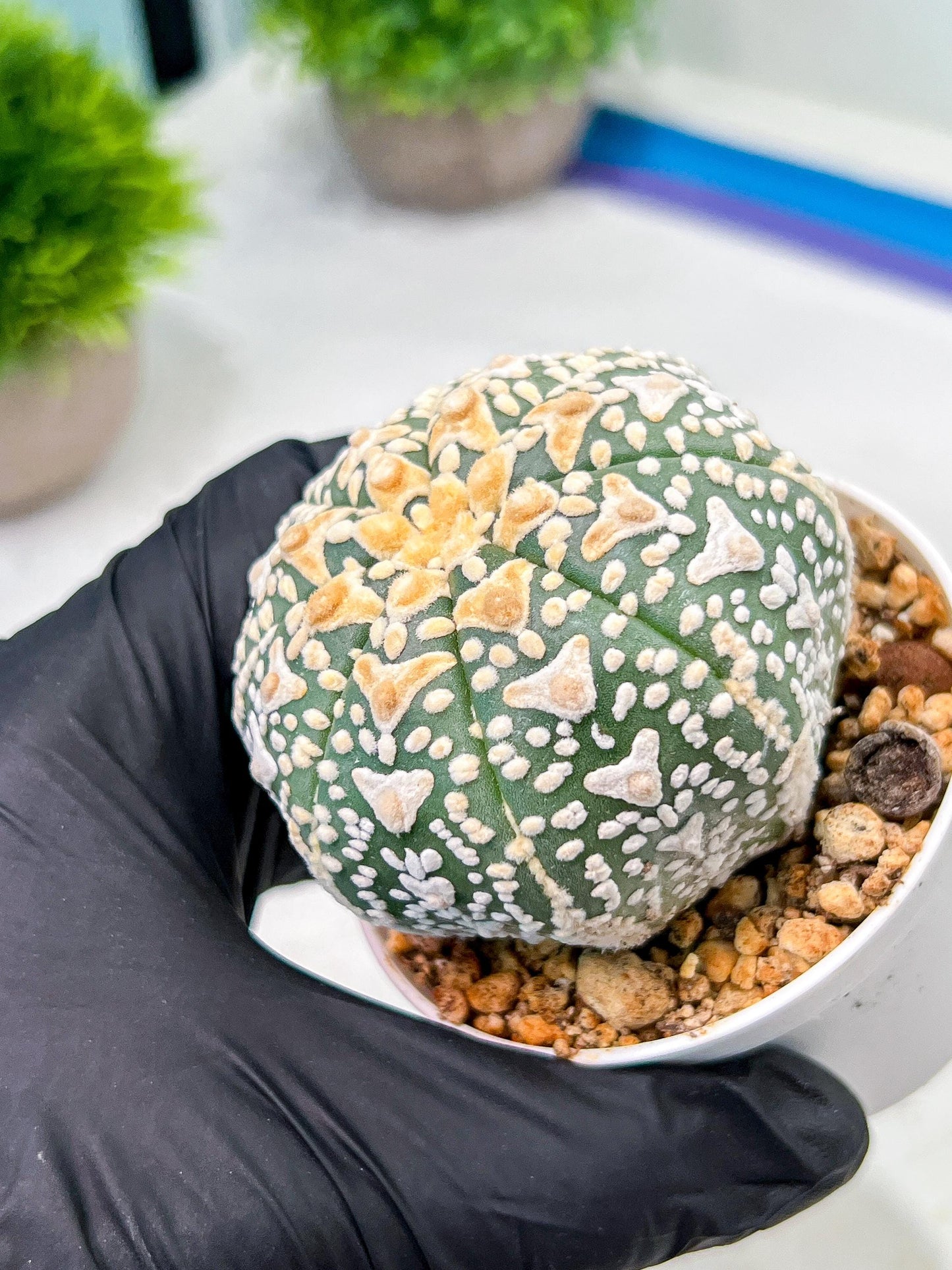 Custom Order- We’ll send you the exact live plant pictured (T9) (g6) | American Plant Seller | 3" Pot
