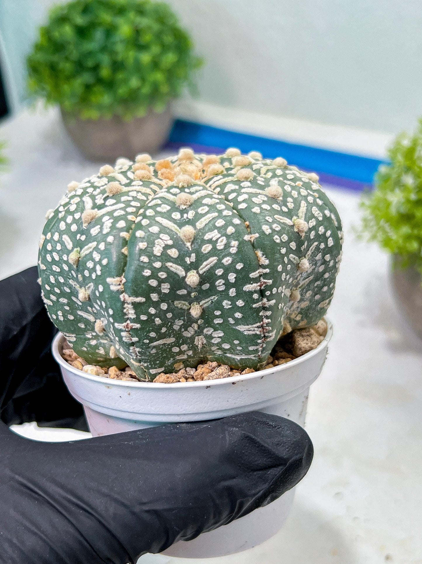 Custom Order- We’ll send you the exact live plant pictured (T9) (r1) | Imported From Japan | 3" Pot