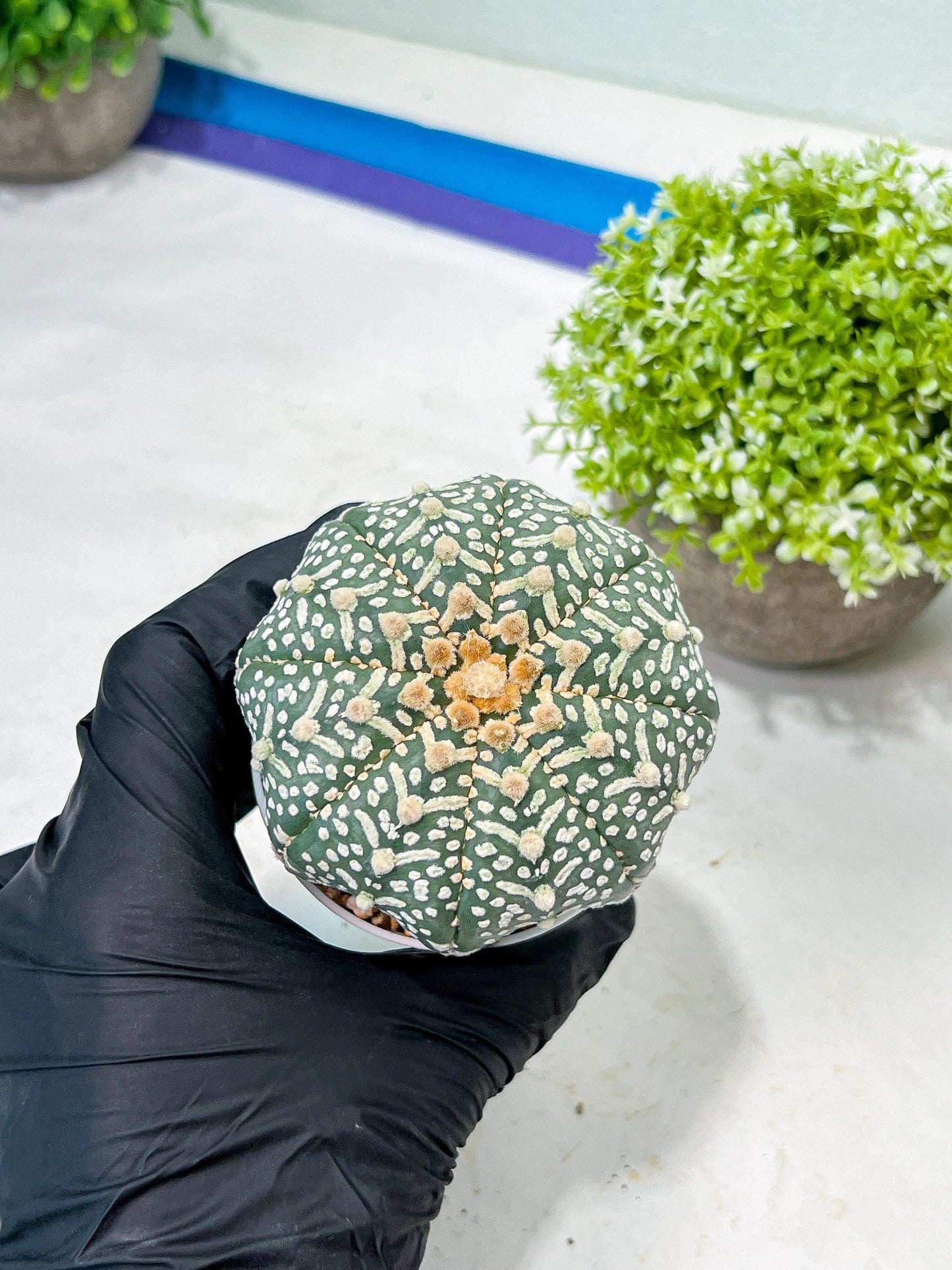 Custom Order- We’ll send you the exact live plant pictured (T9) (r1) | Imported From Japan | 3" Pot