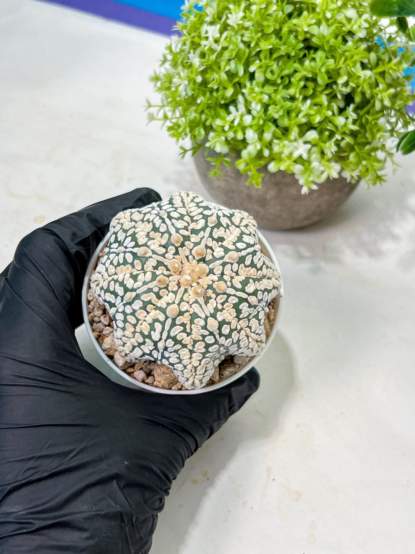 Custom Order- We’ll send you the exact live plant pictured (T9) (r2) | Las Vegas Plant Shop | 3" Pot