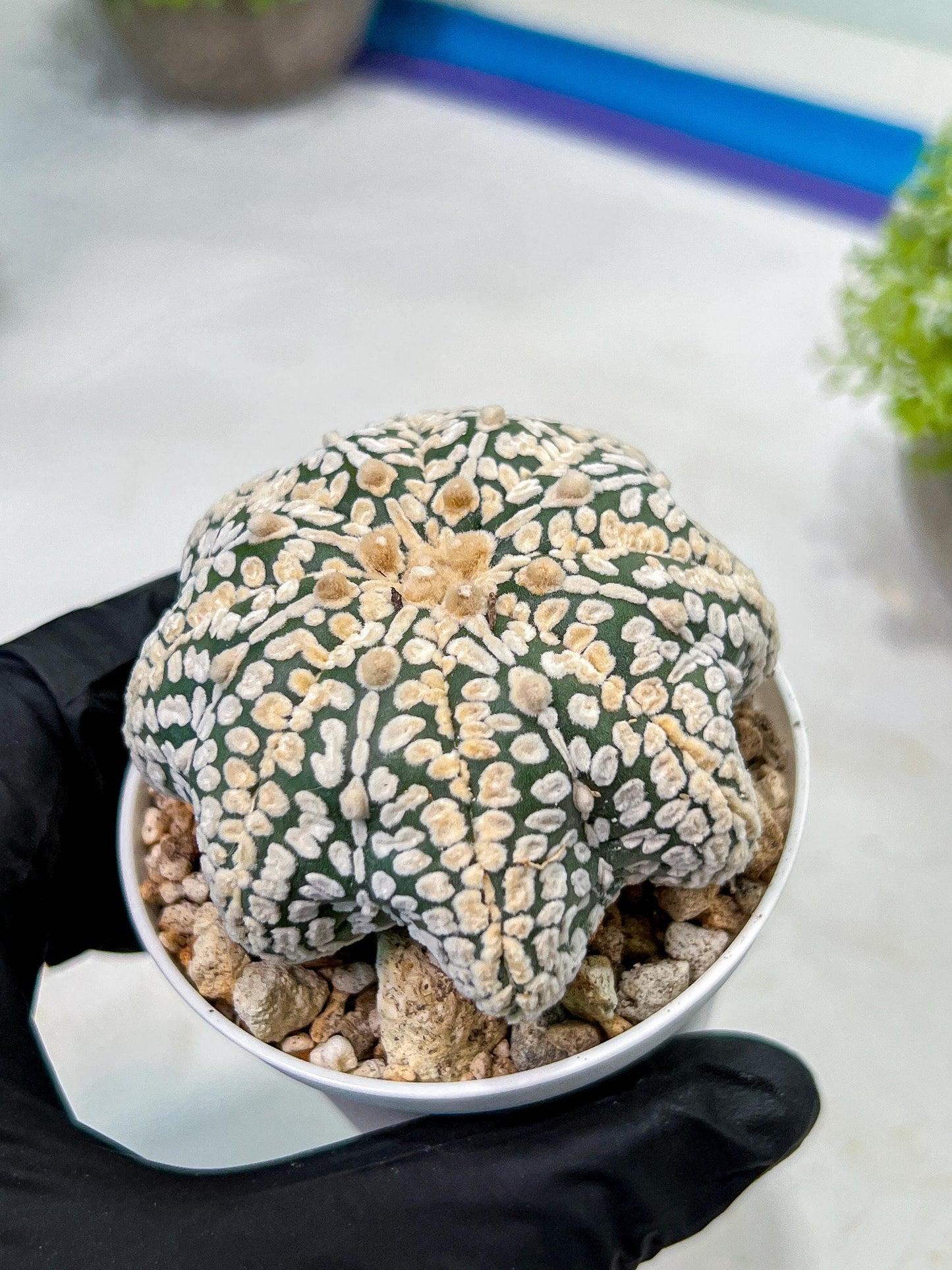 Custom Order- We’ll send you the exact live plant pictured (T9) (r2) | Las Vegas Plant Shop | 3" Pot