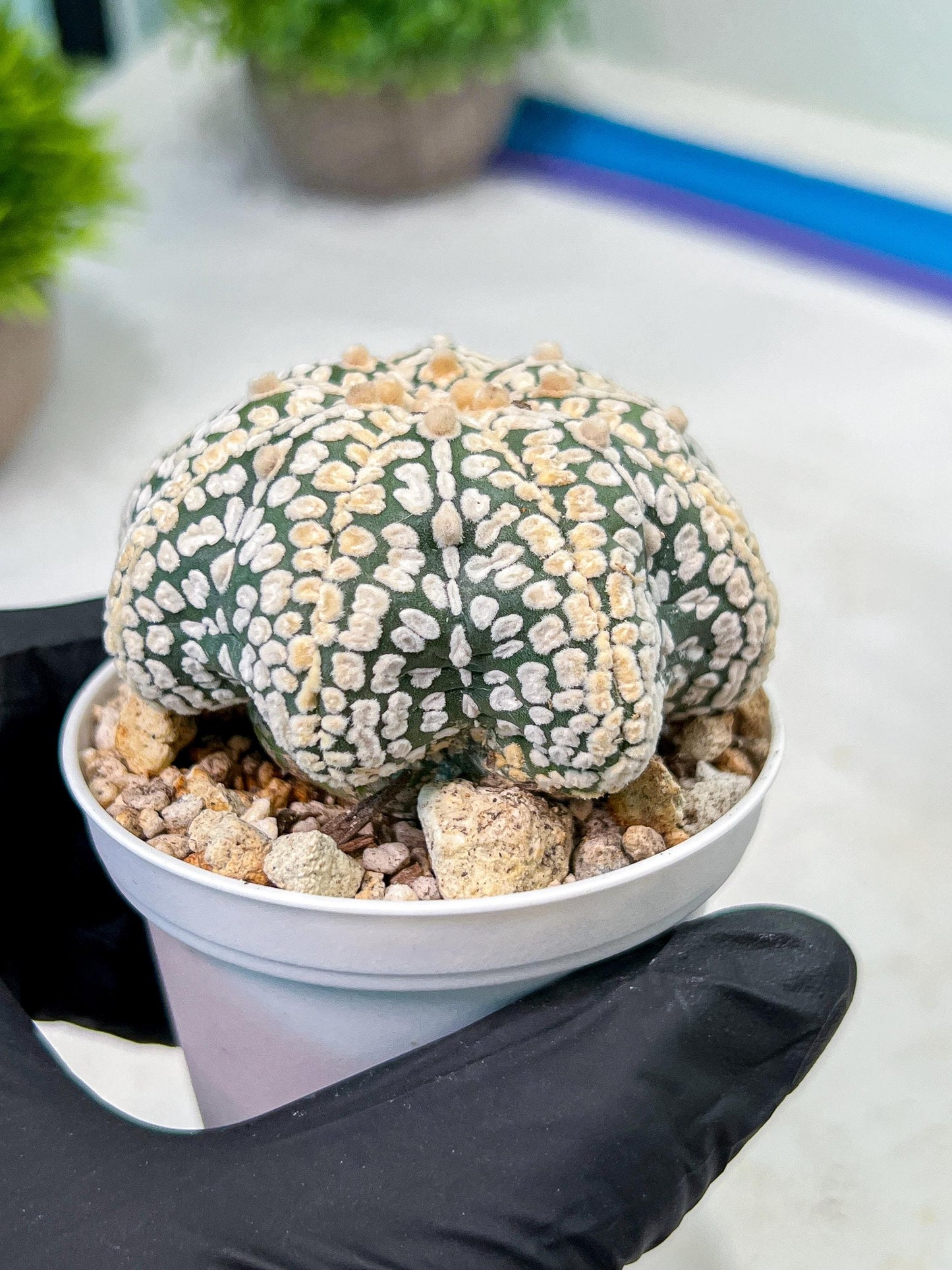 Custom Order- We’ll send you the exact live plant pictured (T9) (r2) | Las Vegas Plant Shop | 3" Pot