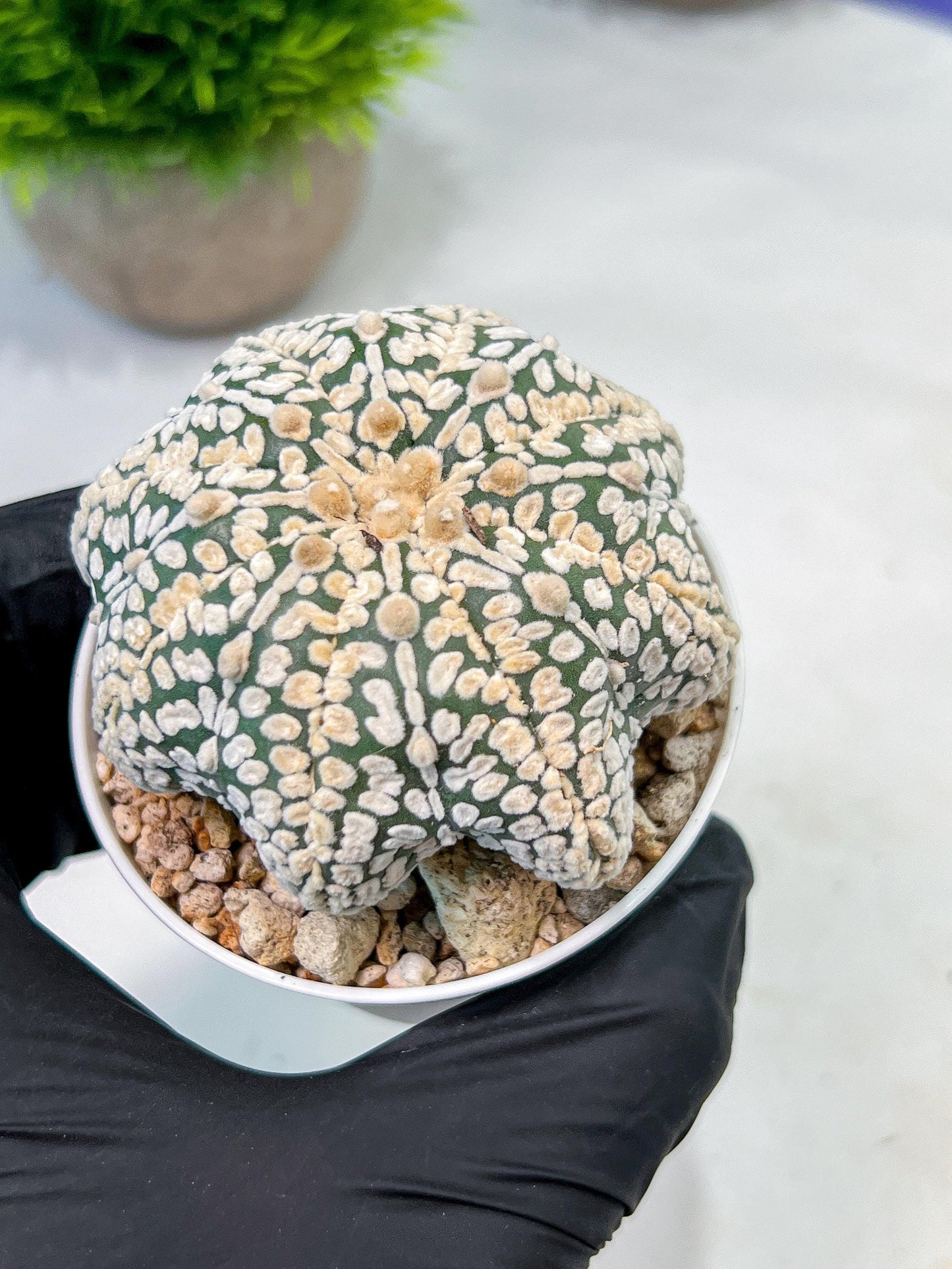 Custom Order- We’ll send you the exact live plant pictured (T9) (r2) | Las Vegas Plant Shop | 3" Pot