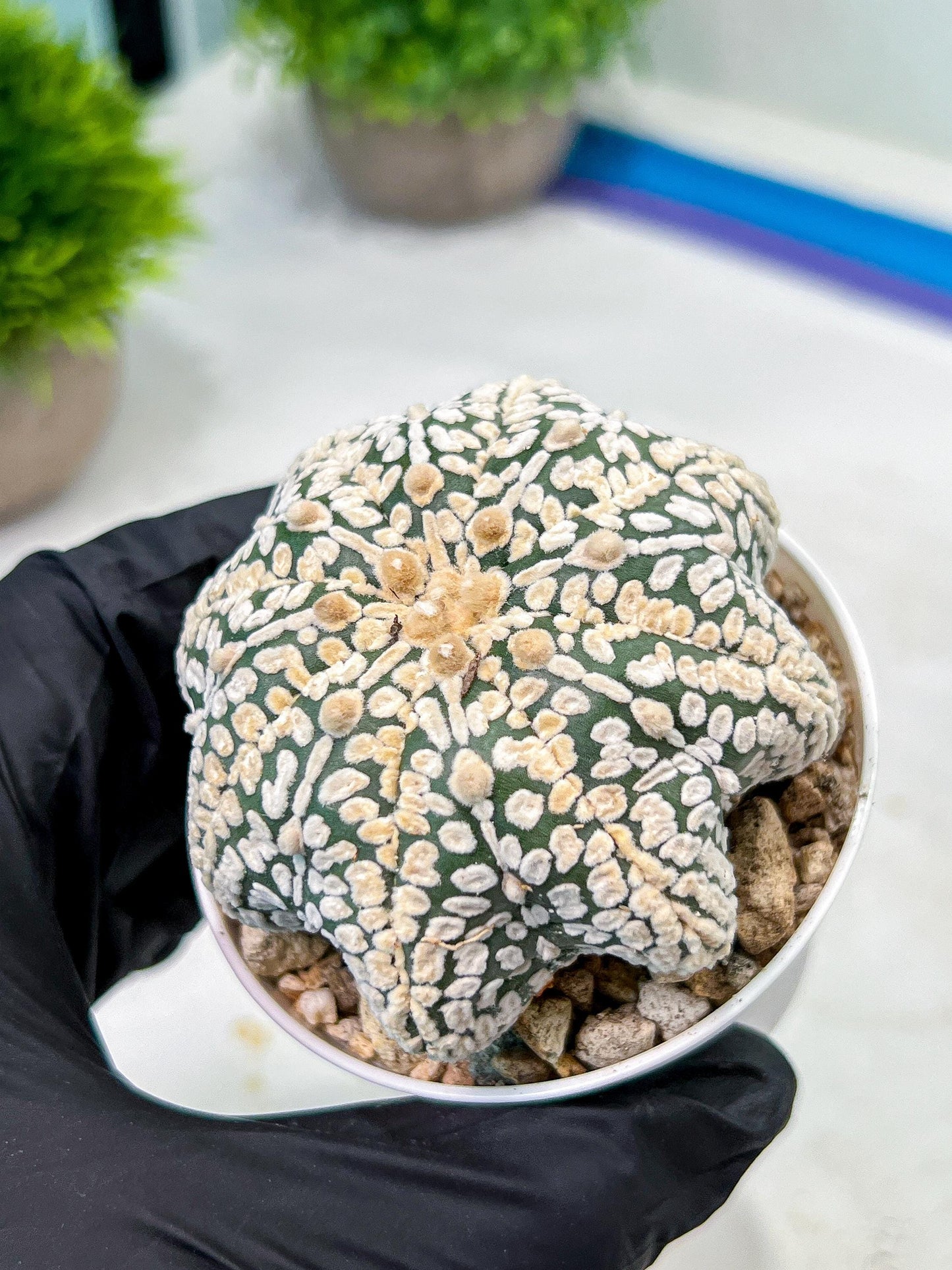 Custom Order- We’ll send you the exact live plant pictured (T9) (r2) | Las Vegas Plant Shop | 3" Pot