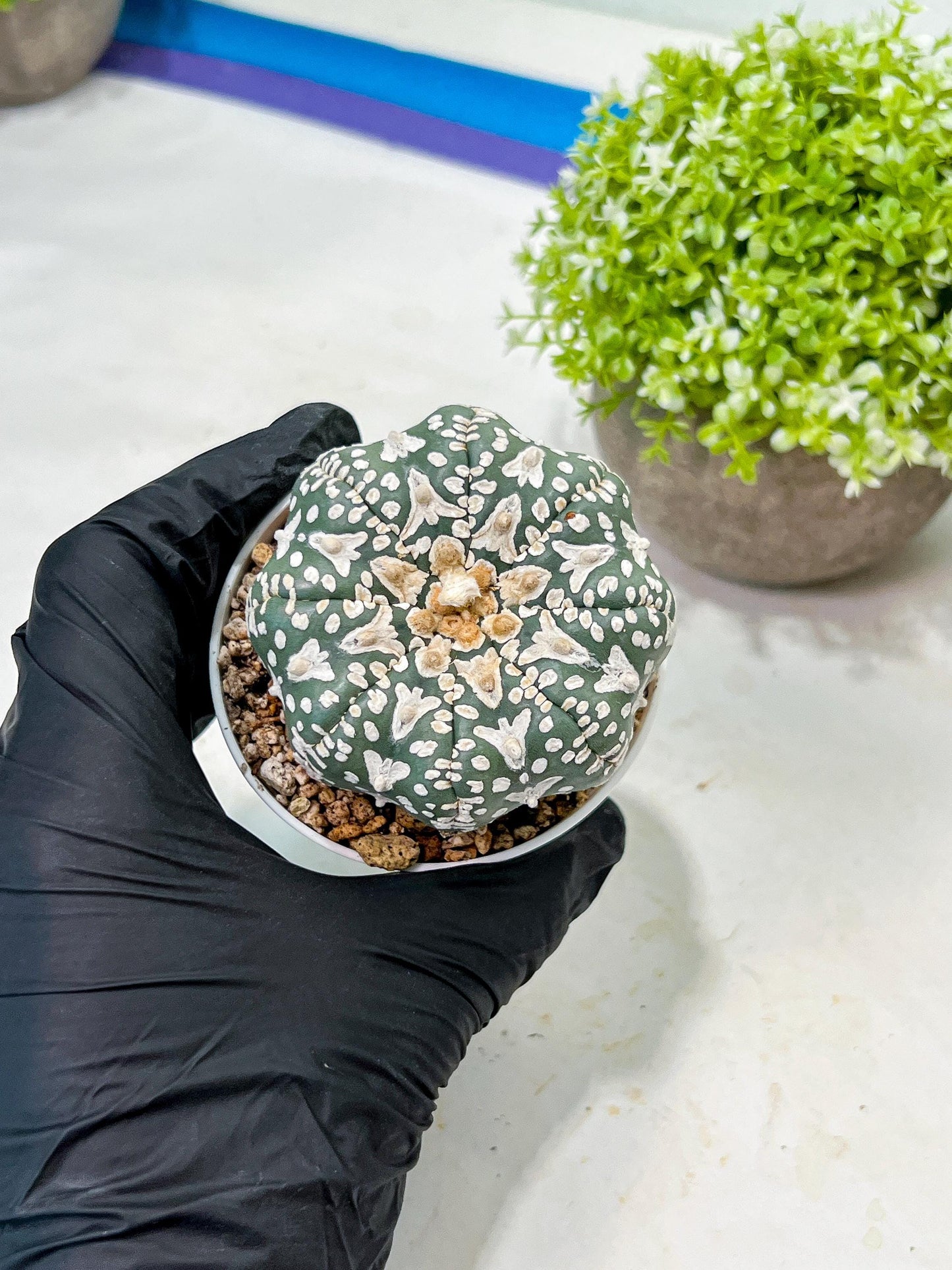 Custom Order- We’ll send you the exact live plant pictured (T9) (r3) | SHIP from USA | 3" Pot