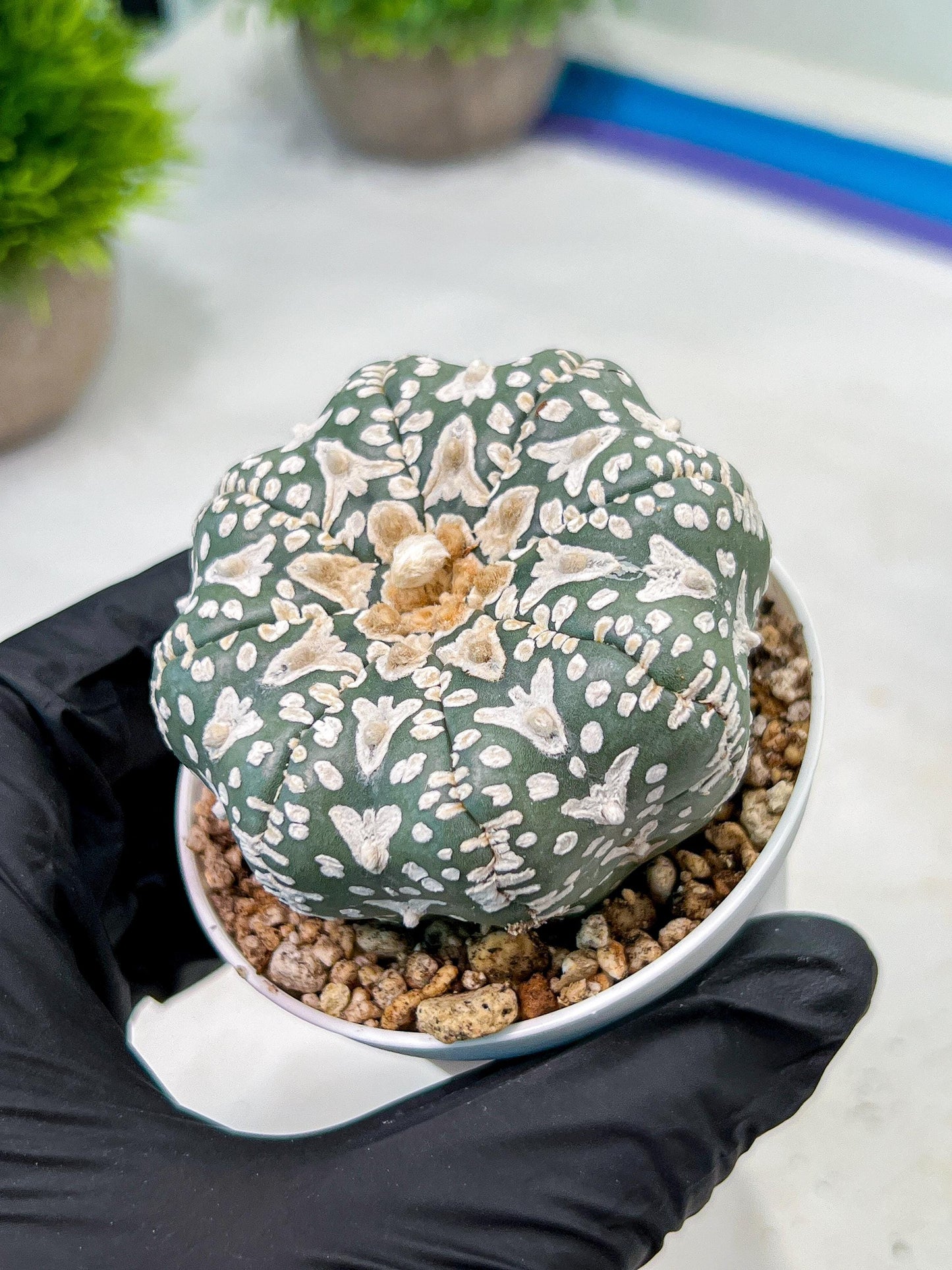 Custom Order- We’ll send you the exact live plant pictured (T9) (r3) | SHIP from USA | 3" Pot