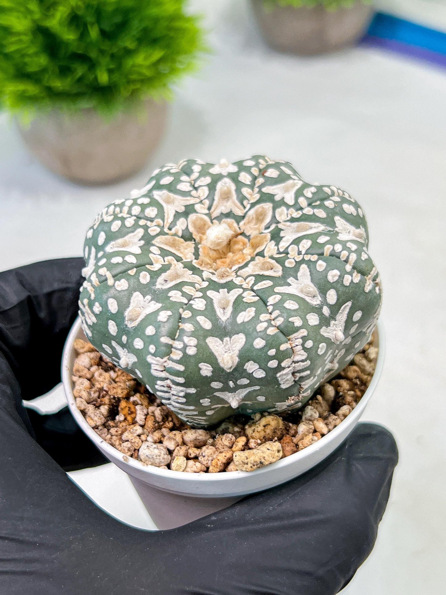 Custom Order- We’ll send you the exact live plant pictured (T9) (r3) | SHIP from USA | 3" Pot