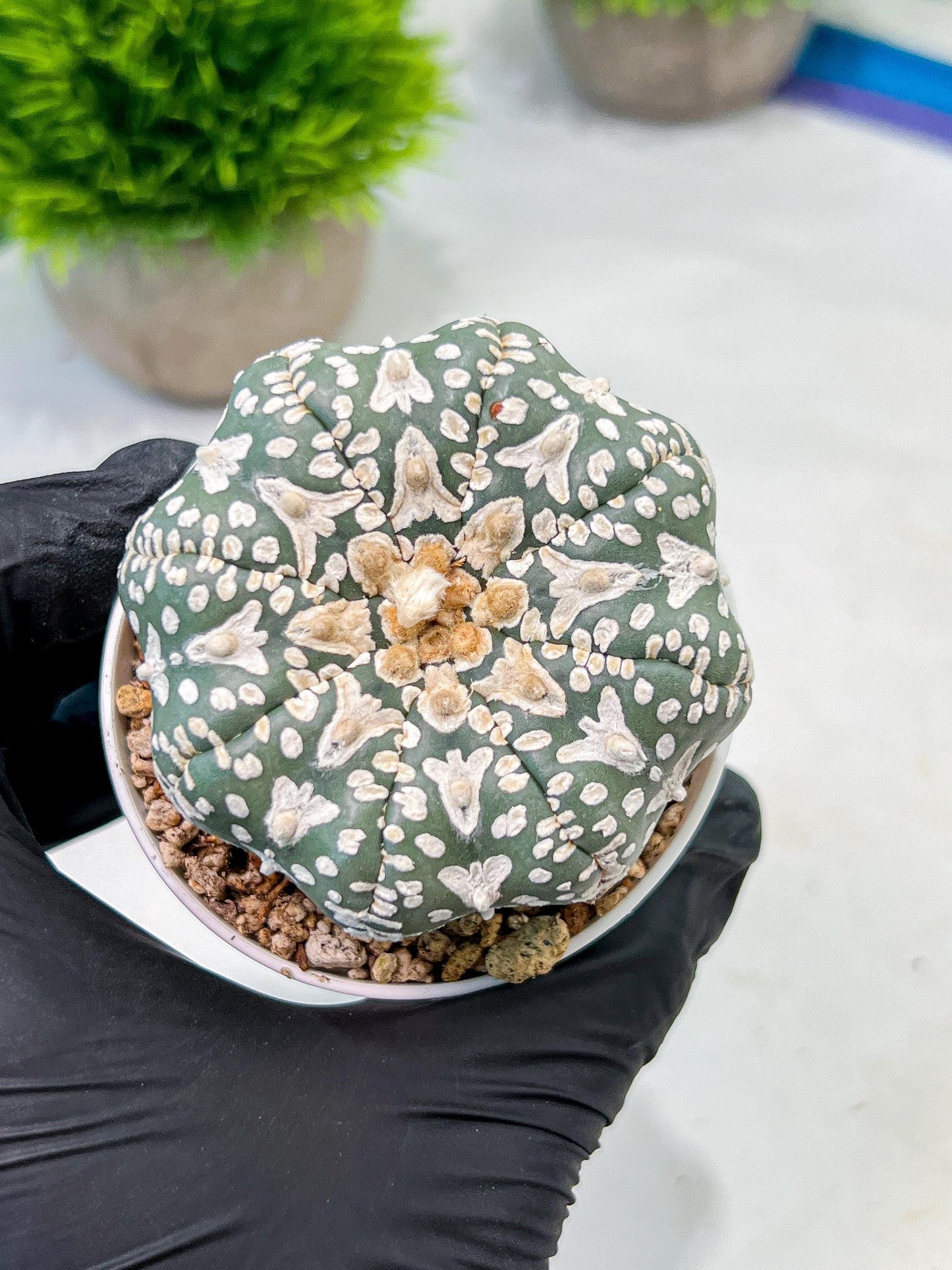 Custom Order- We’ll send you the exact live plant pictured (T9) (r3) | SHIP from USA | 3" Pot