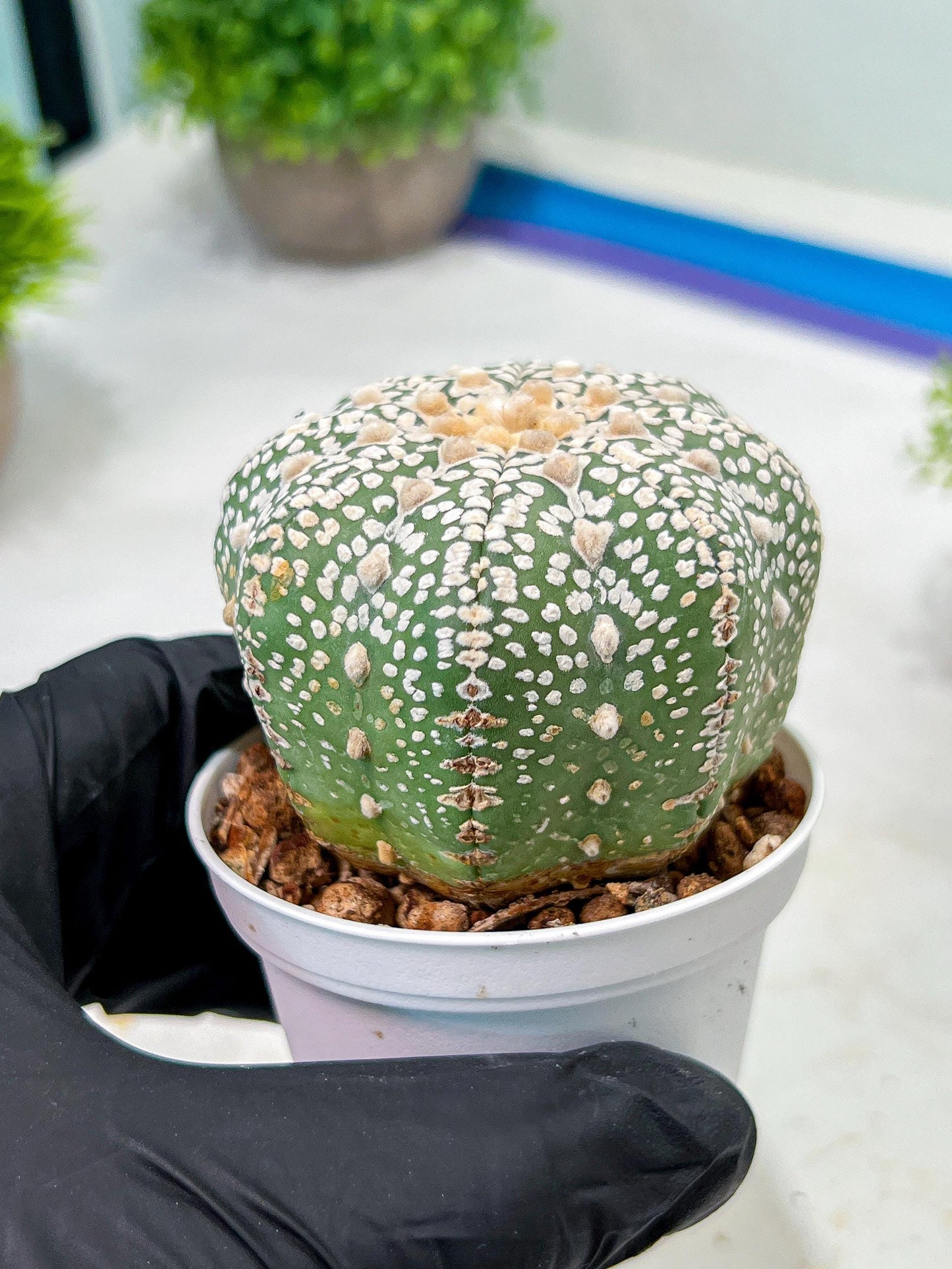 Custom Order- We’ll send you the exact live plant pictured (T9) (r4) | Las Vegas PLANT SELLER| 3" Pot