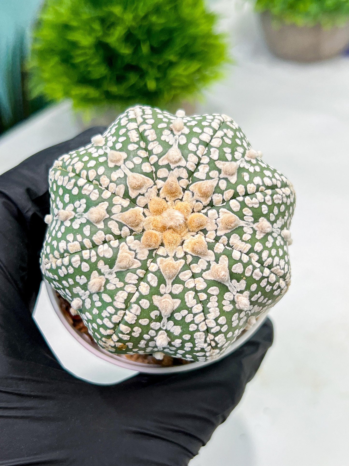 Custom Order- We’ll send you the exact live plant pictured (T9) (r4) | Las Vegas PLANT SELLER| 3" Pot