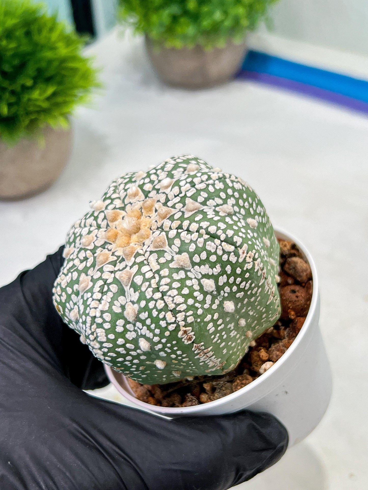 Custom Order- We’ll send you the exact live plant pictured (T9) (r4) | Las Vegas PLANT SELLER| 3" Pot