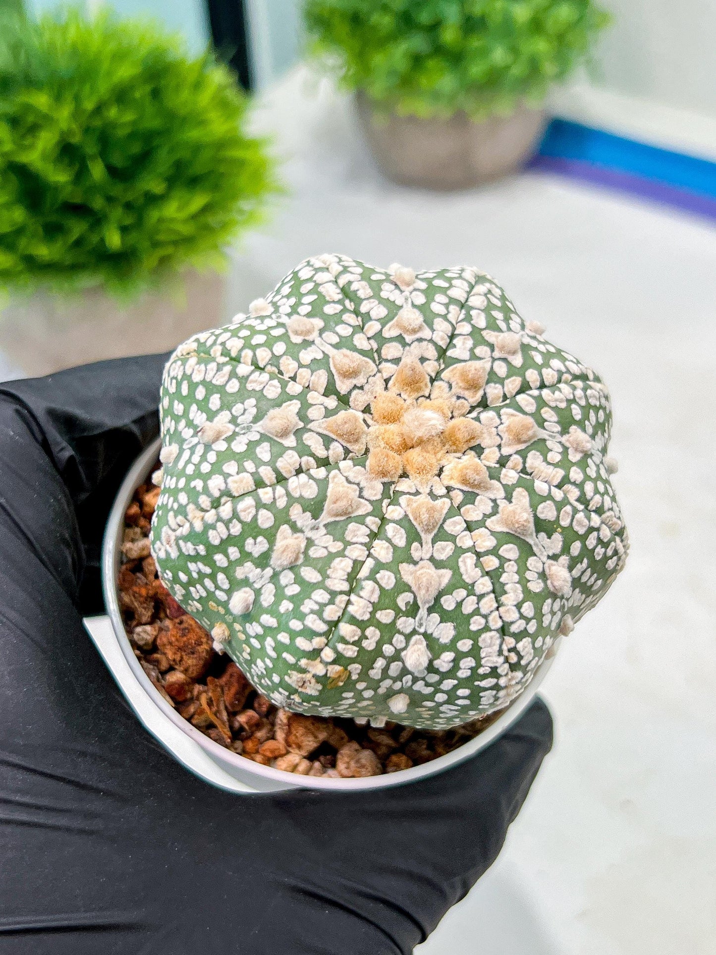 Custom Order- We’ll send you the exact live plant pictured (T9) (r4) | Las Vegas PLANT SELLER| 3" Pot