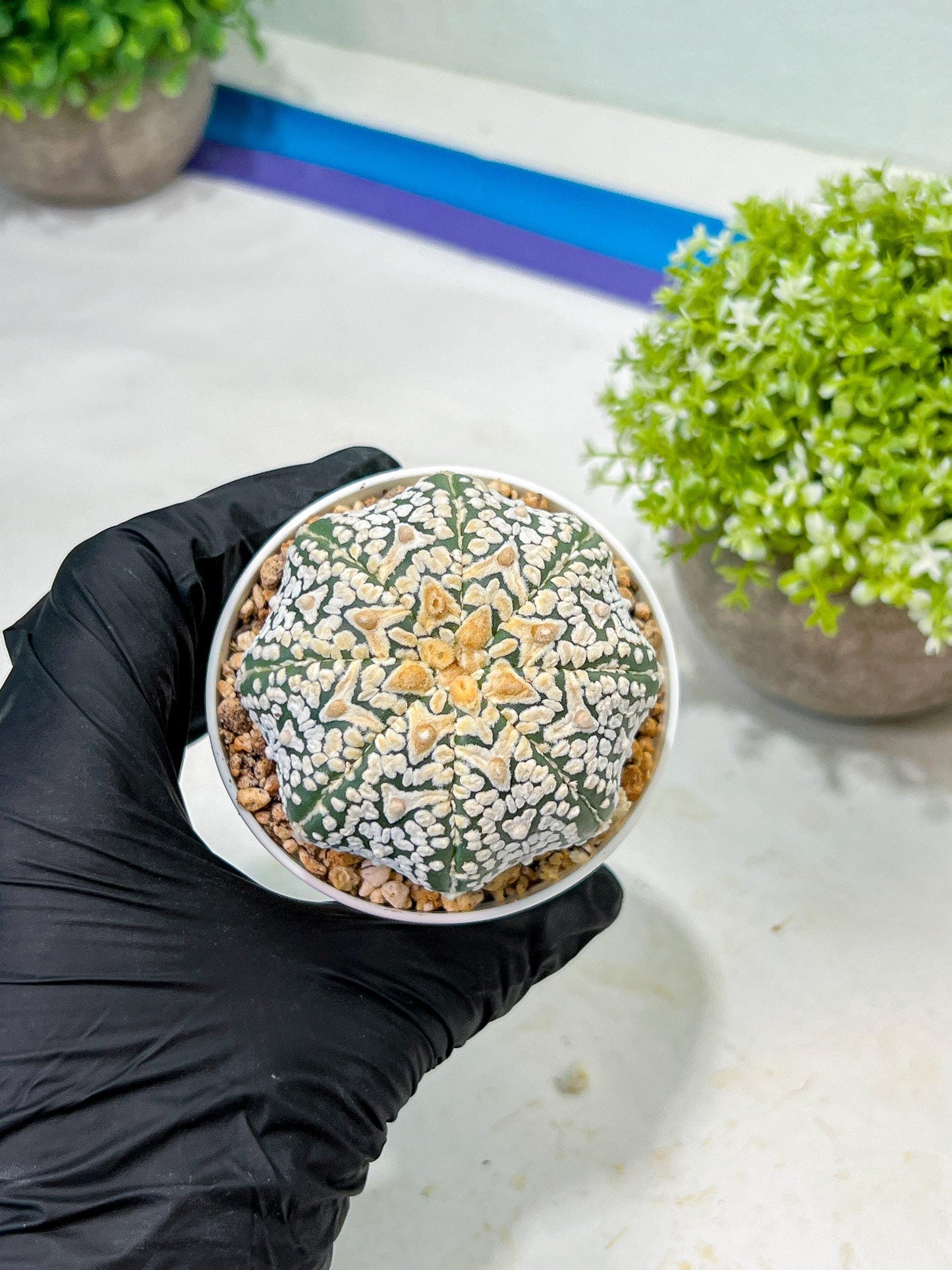 Custom Order- We’ll send you the exact live plant pictured (T9) (r5) | Las Vegas Plant Shp | 3" Pot