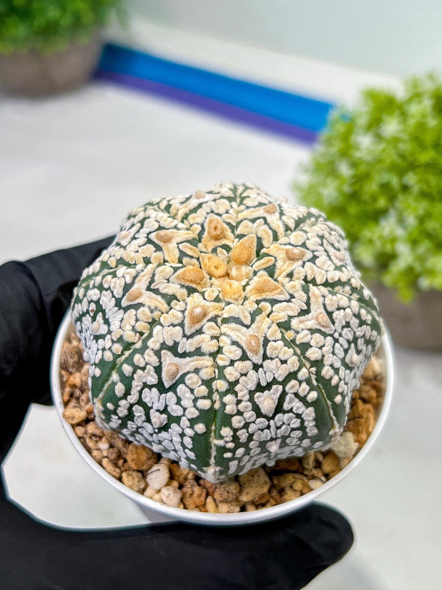 Custom Order- We’ll send you the exact live plant pictured (T9) (r5) | Las Vegas Plant Shp | 3" Pot