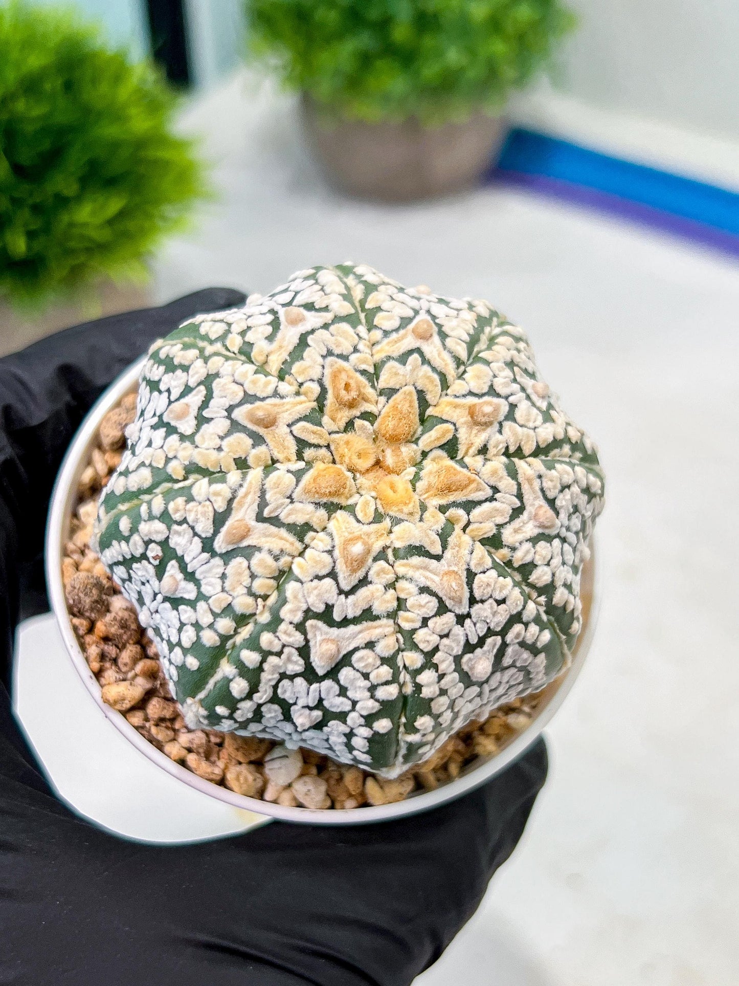 Custom Order- We’ll send you the exact live plant pictured (T9) (r5) | Las Vegas Plant Shp | 3" Pot