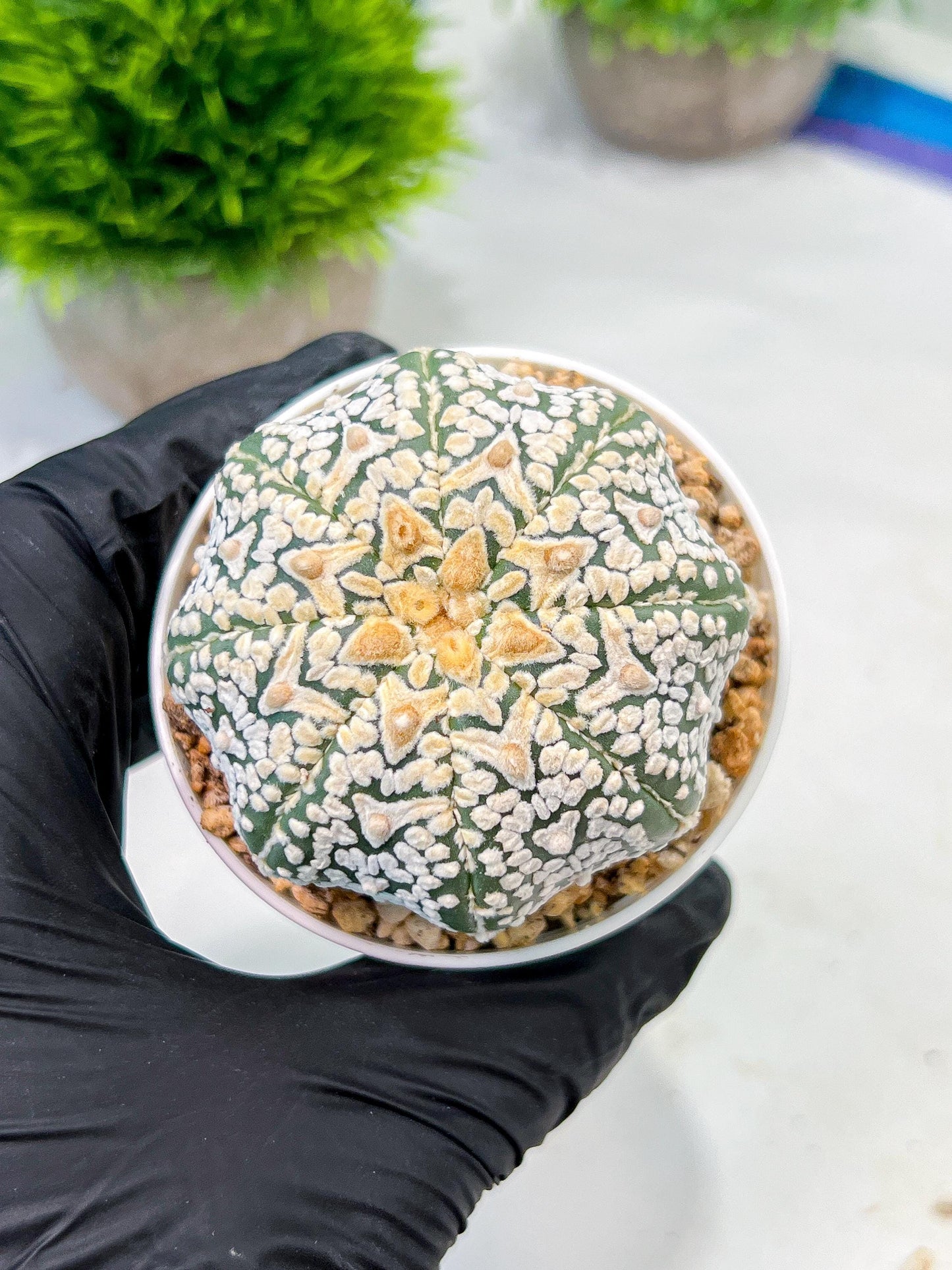 Custom Order- We’ll send you the exact live plant pictured (T9) (r5) | Las Vegas Plant Shp | 3" Pot
