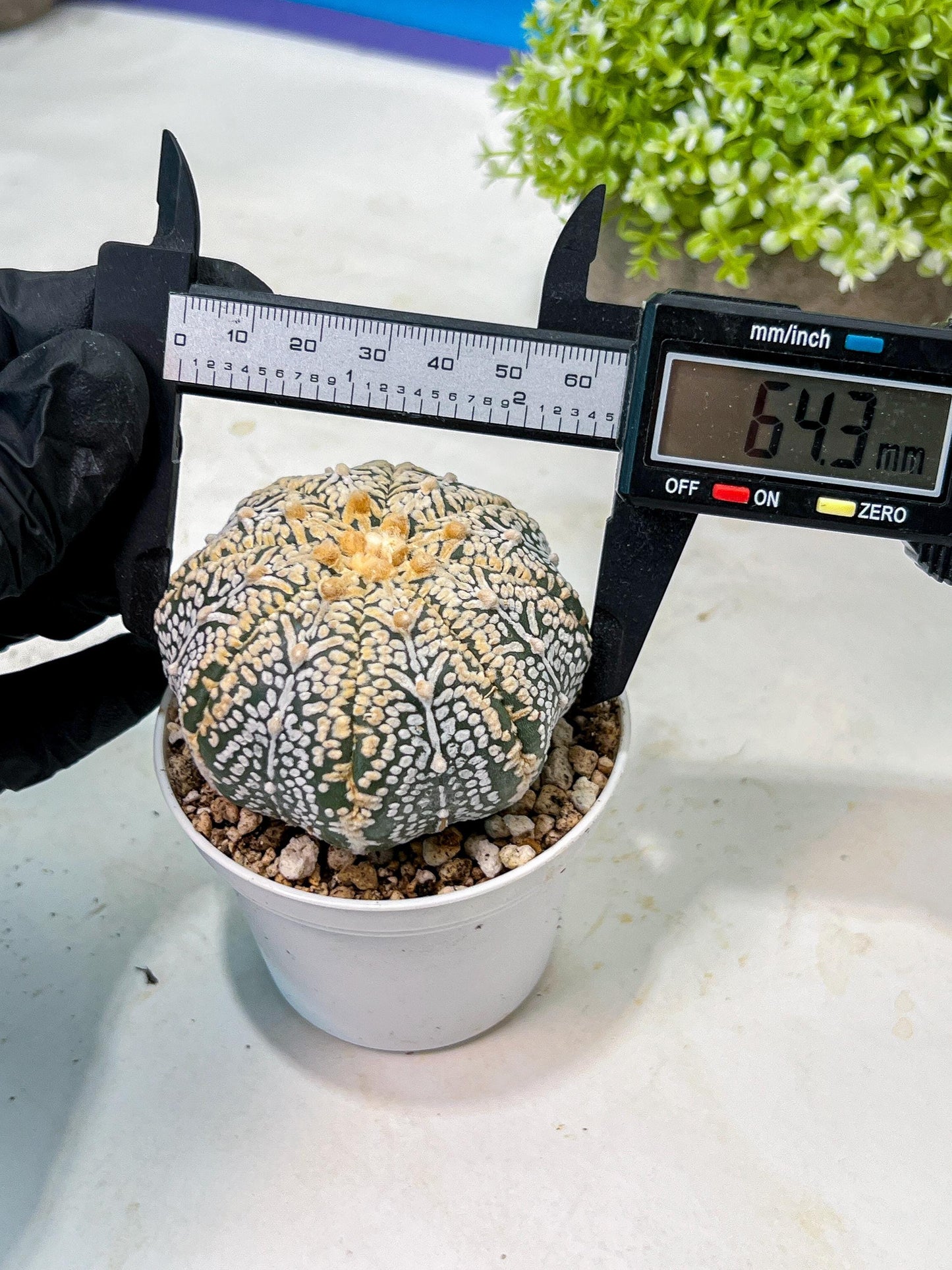 Custom Order- We’ll send you the exact live plant pictured (T9) (r6) | American Plant Seller | 3" Pot