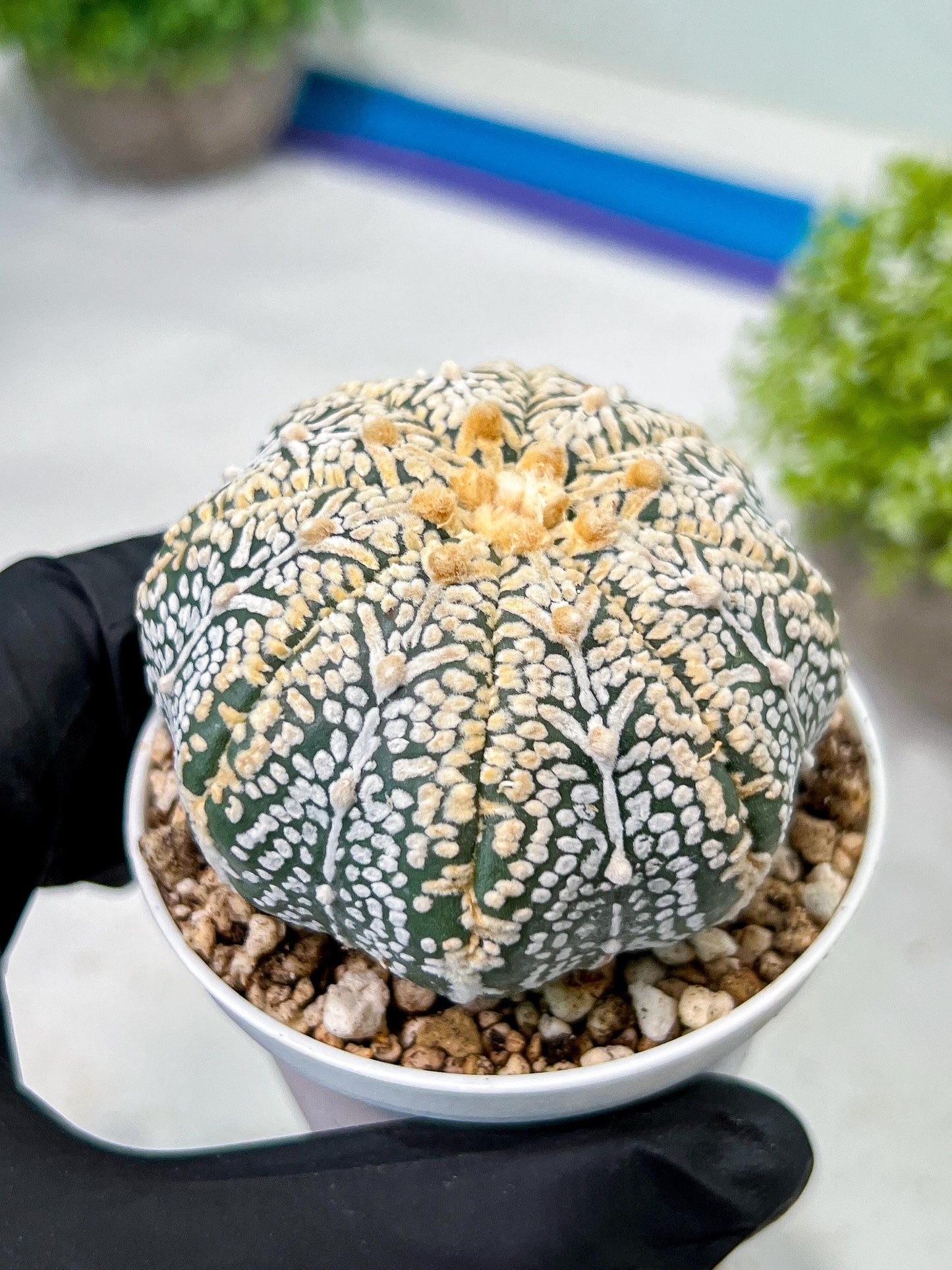 Custom Order- We’ll send you the exact live plant pictured (T9) (r6) | American Plant Seller | 3" Pot