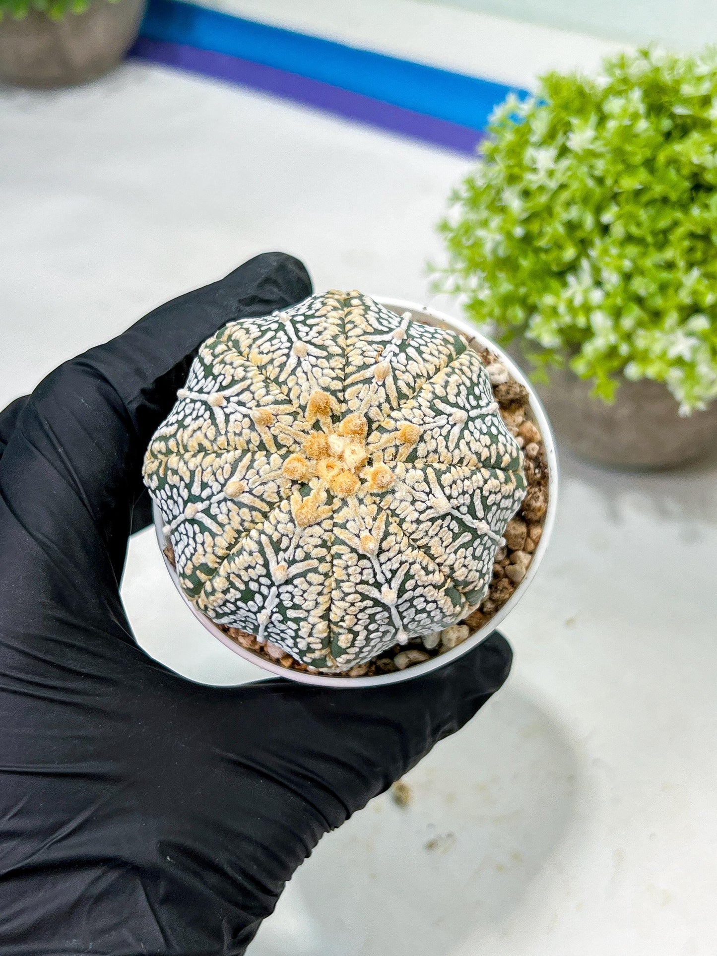 Custom Order- We’ll send you the exact live plant pictured (T9) (r6) | American Plant Seller | 3" Pot