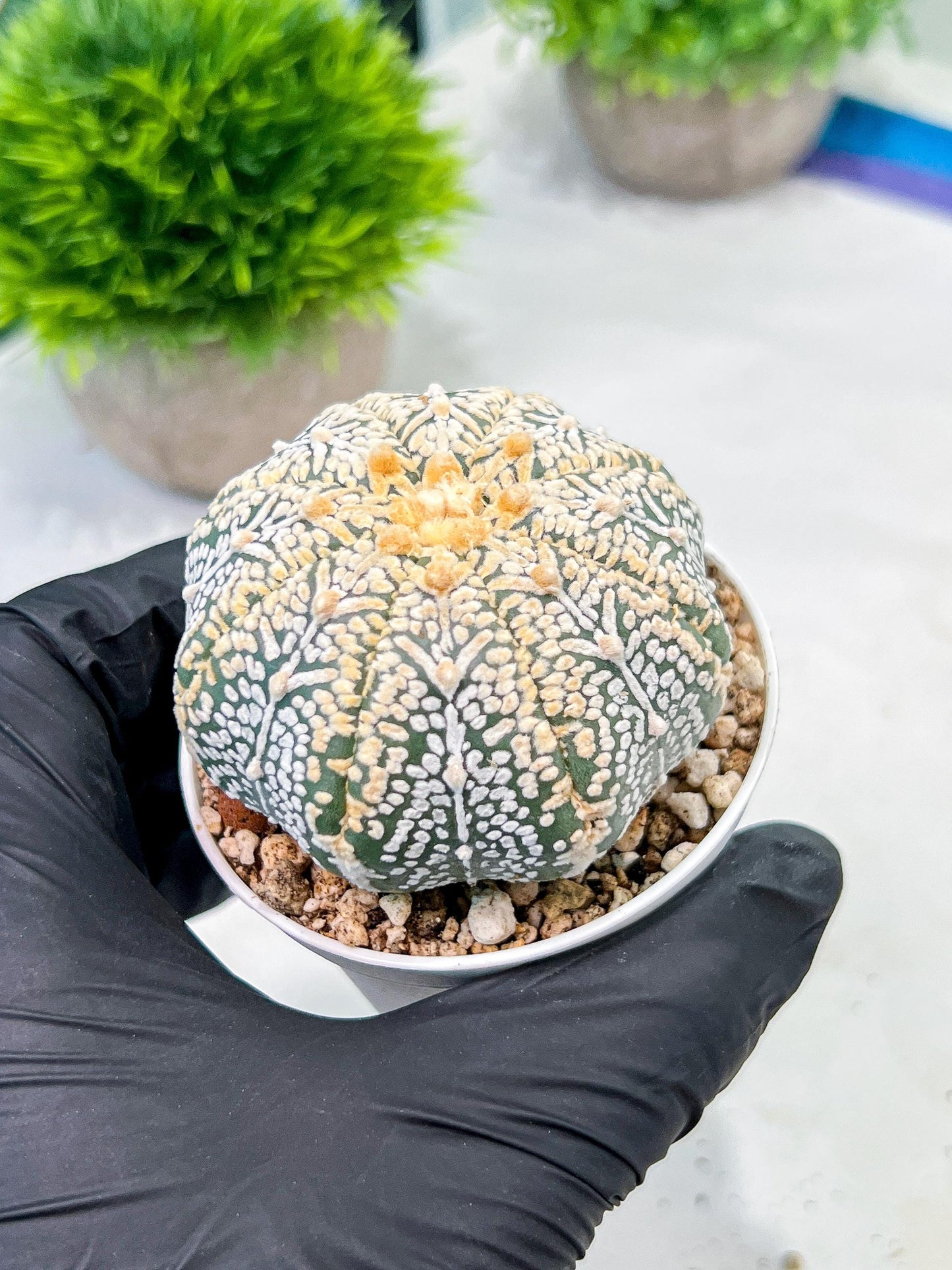 Custom Order- We’ll send you the exact live plant pictured (T9) (r6) | American Plant Seller | 3" Pot