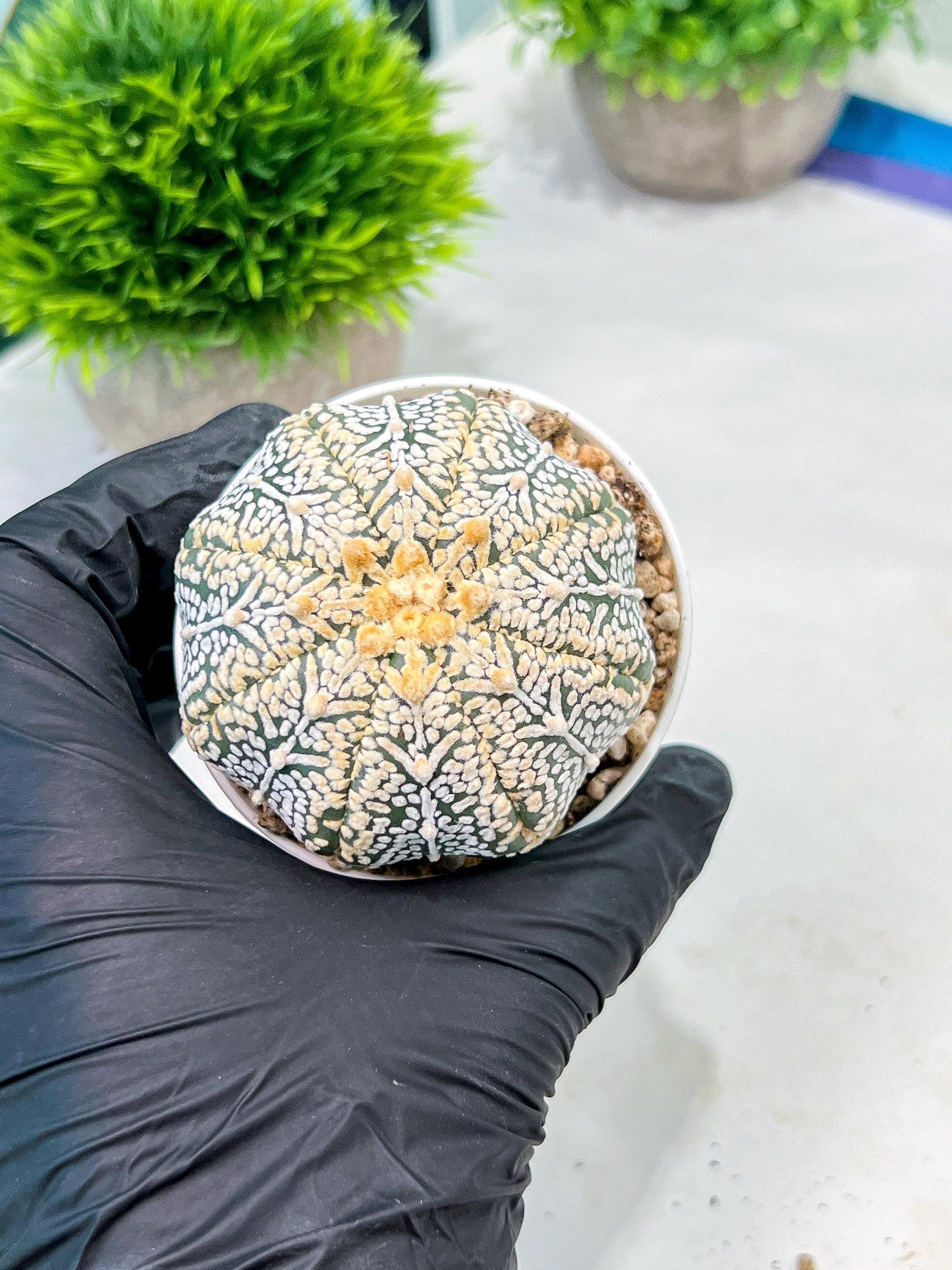Custom Order- We’ll send you the exact live plant pictured (T9) (r6) | American Plant Seller | 3" Pot