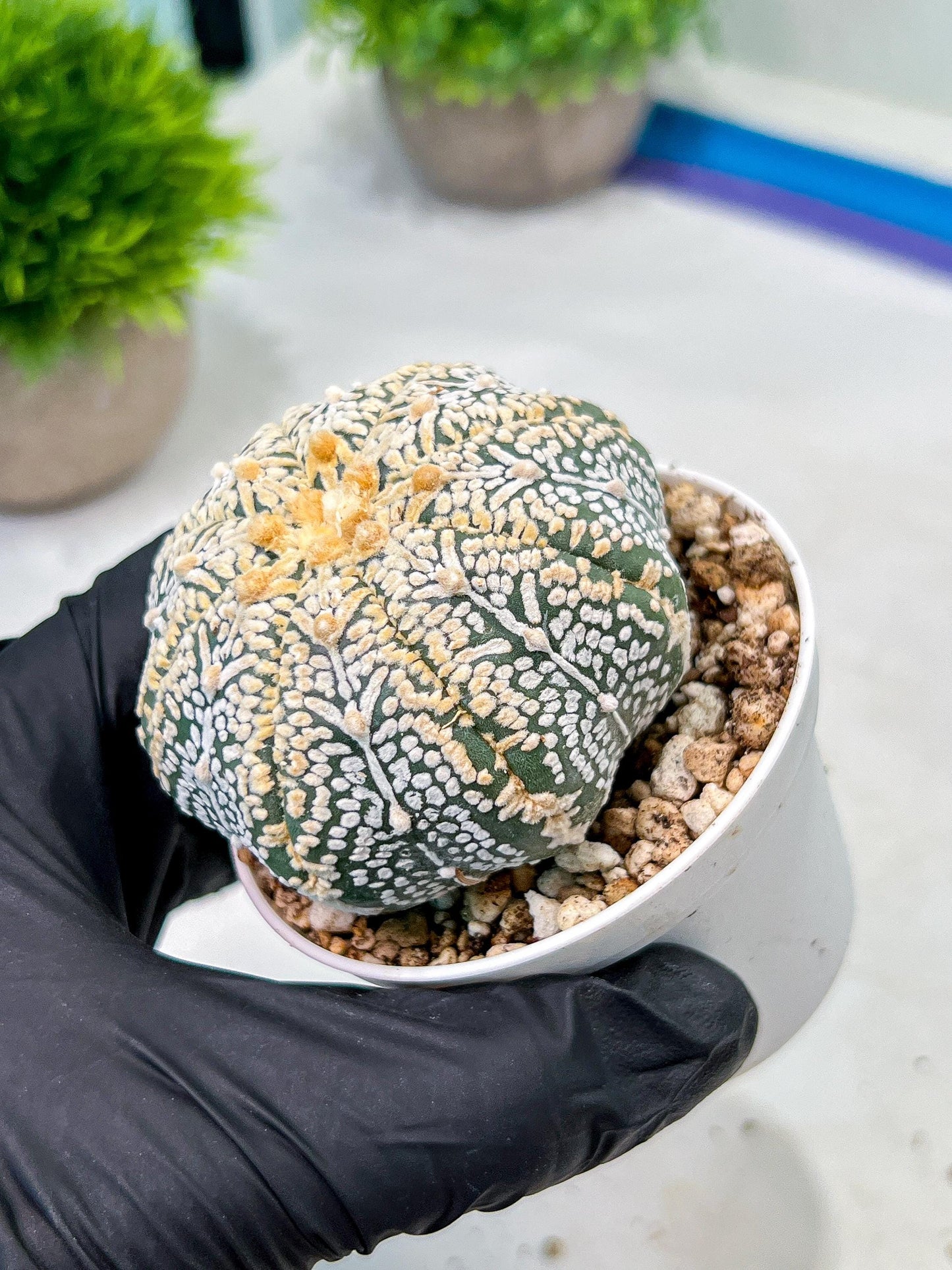 Custom Order- We’ll send you the exact live plant pictured (T9) (r6) | American Plant Seller | 3" Pot