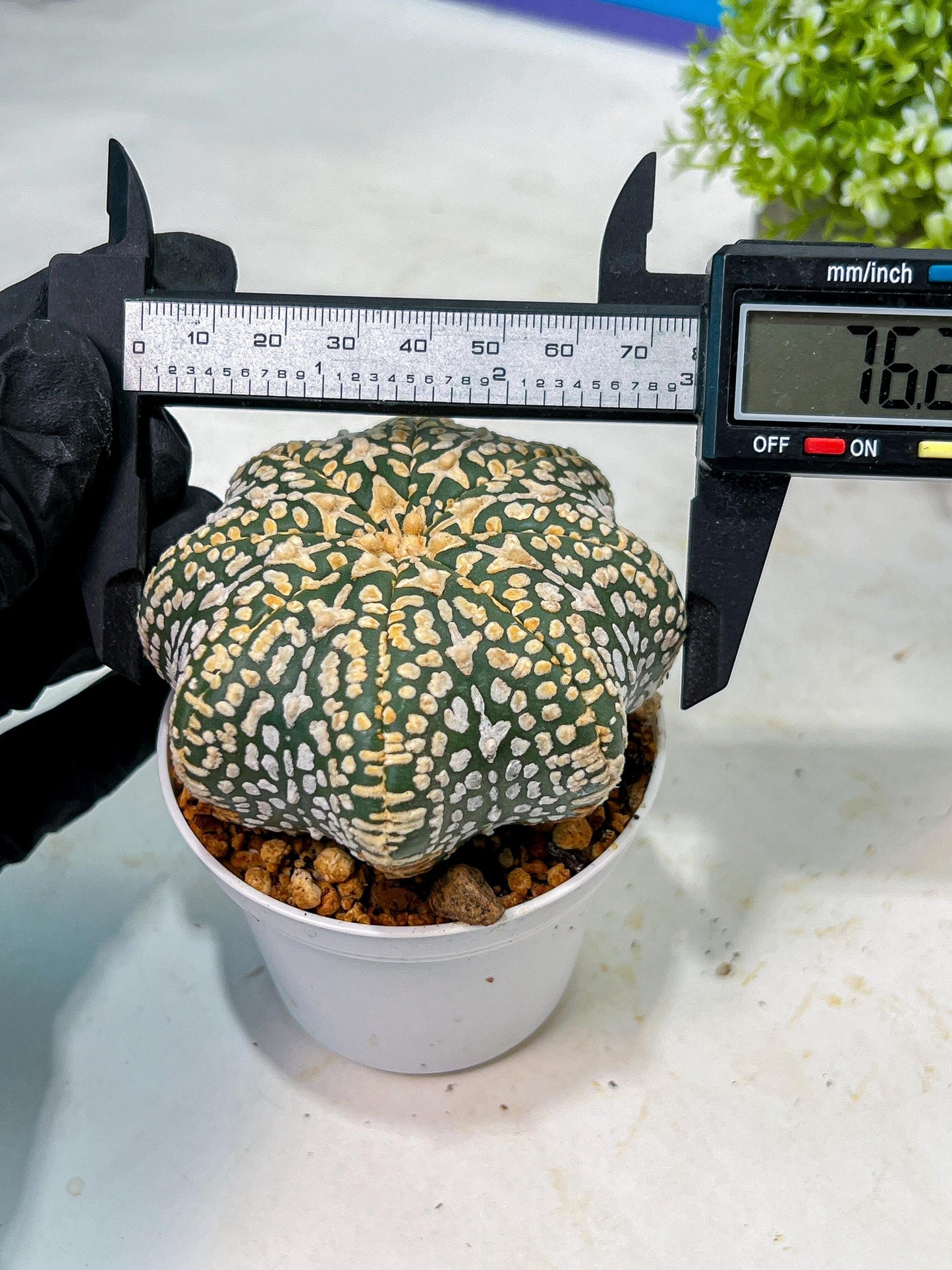 Custom Order- We’ll send you the exact live plant pictured (T9) (p1) | Imported From Japan | 3" Pot