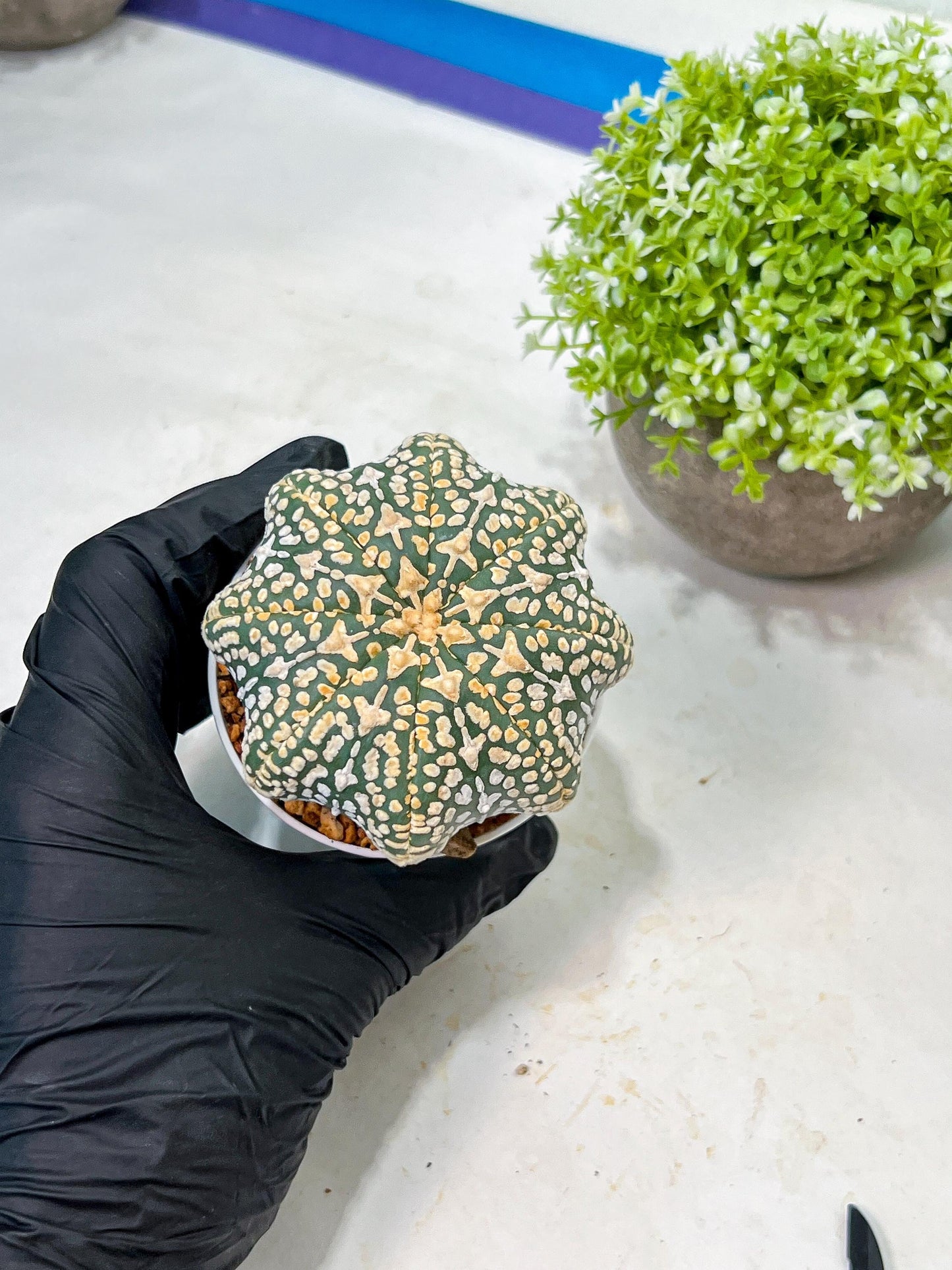 Custom Order- We’ll send you the exact live plant pictured (T9) (p1) | Imported From Japan | 3" Pot