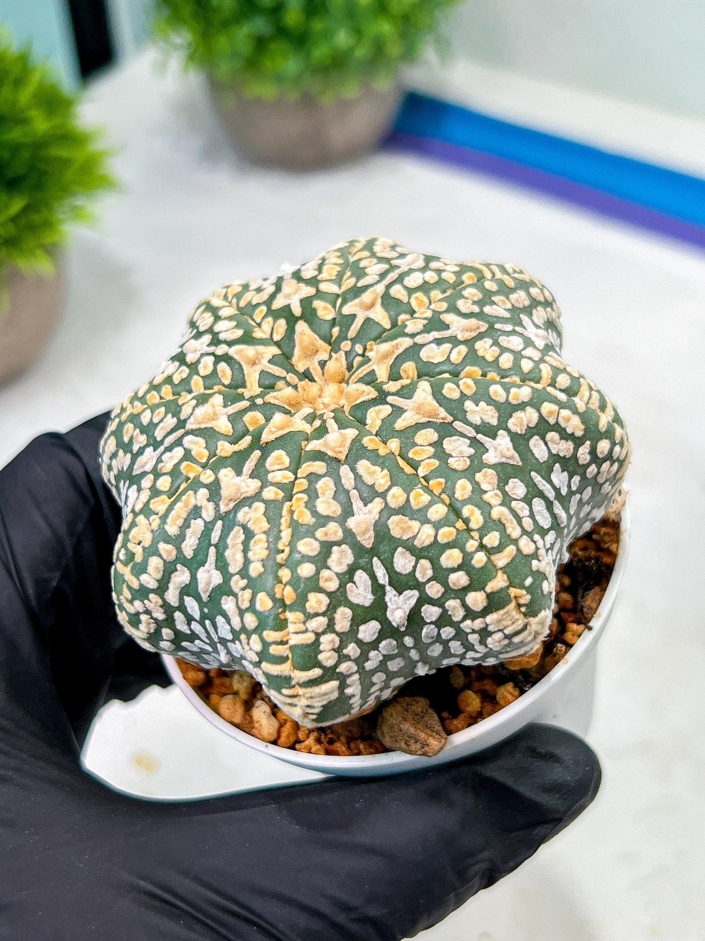 Custom Order- We’ll send you the exact live plant pictured (T9) (p1) | Imported From Japan | 3" Pot
