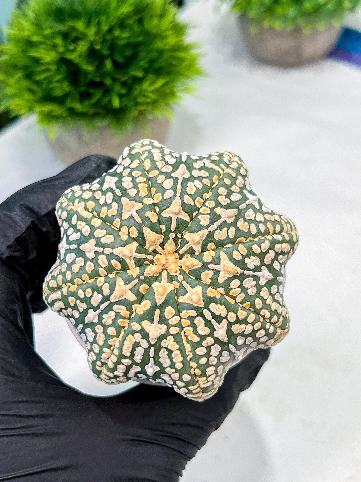 Custom Order- We’ll send you the exact live plant pictured (T9) (p1) | Imported From Japan | 3" Pot