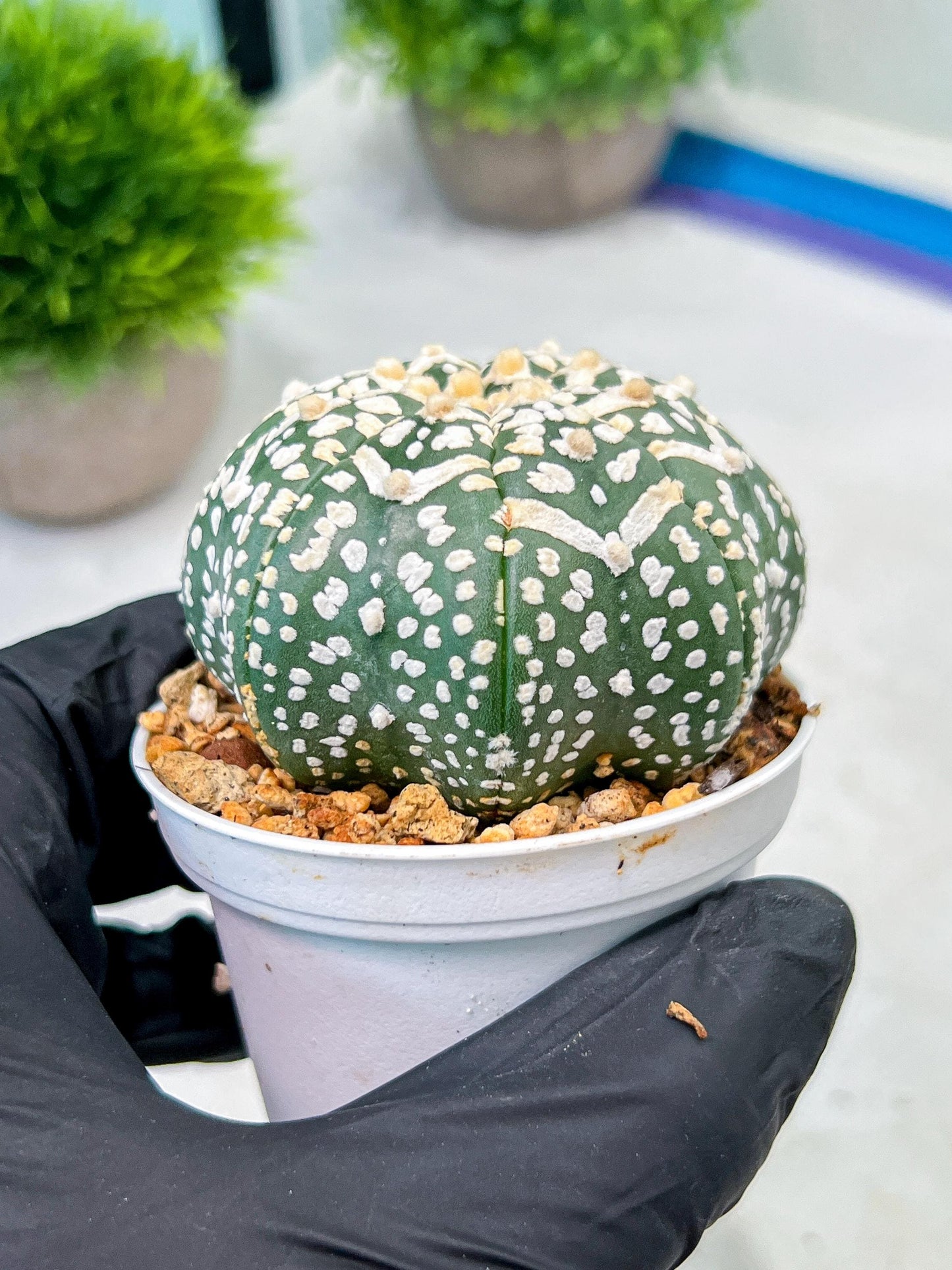 Custom Order- We’ll send you the exact live plant pictured (T9) (p2) | Las Vegas Plant Shop | 3" Pot