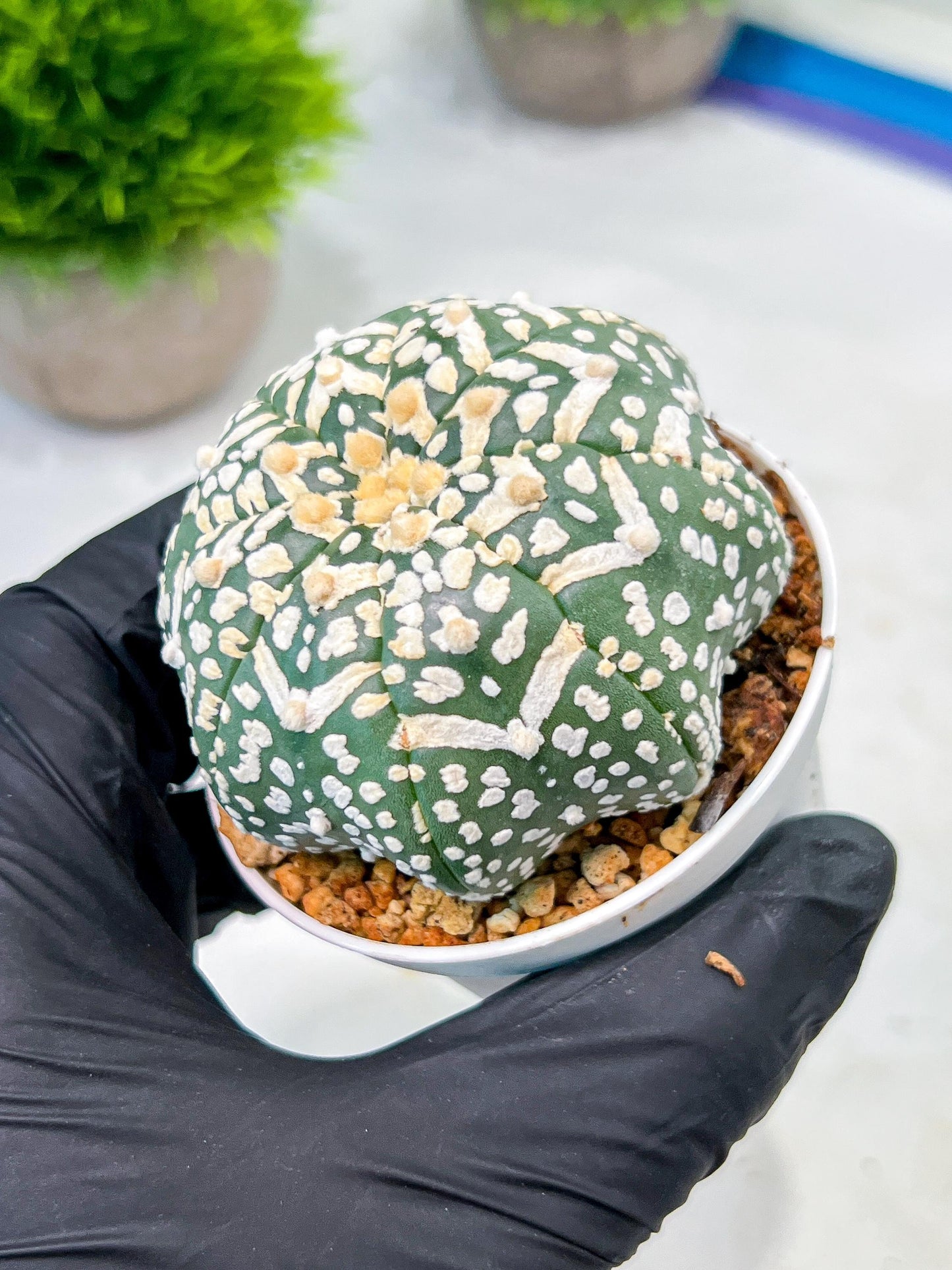 Custom Order- We’ll send you the exact live plant pictured (T9) (p2) | Las Vegas Plant Shop | 3" Pot