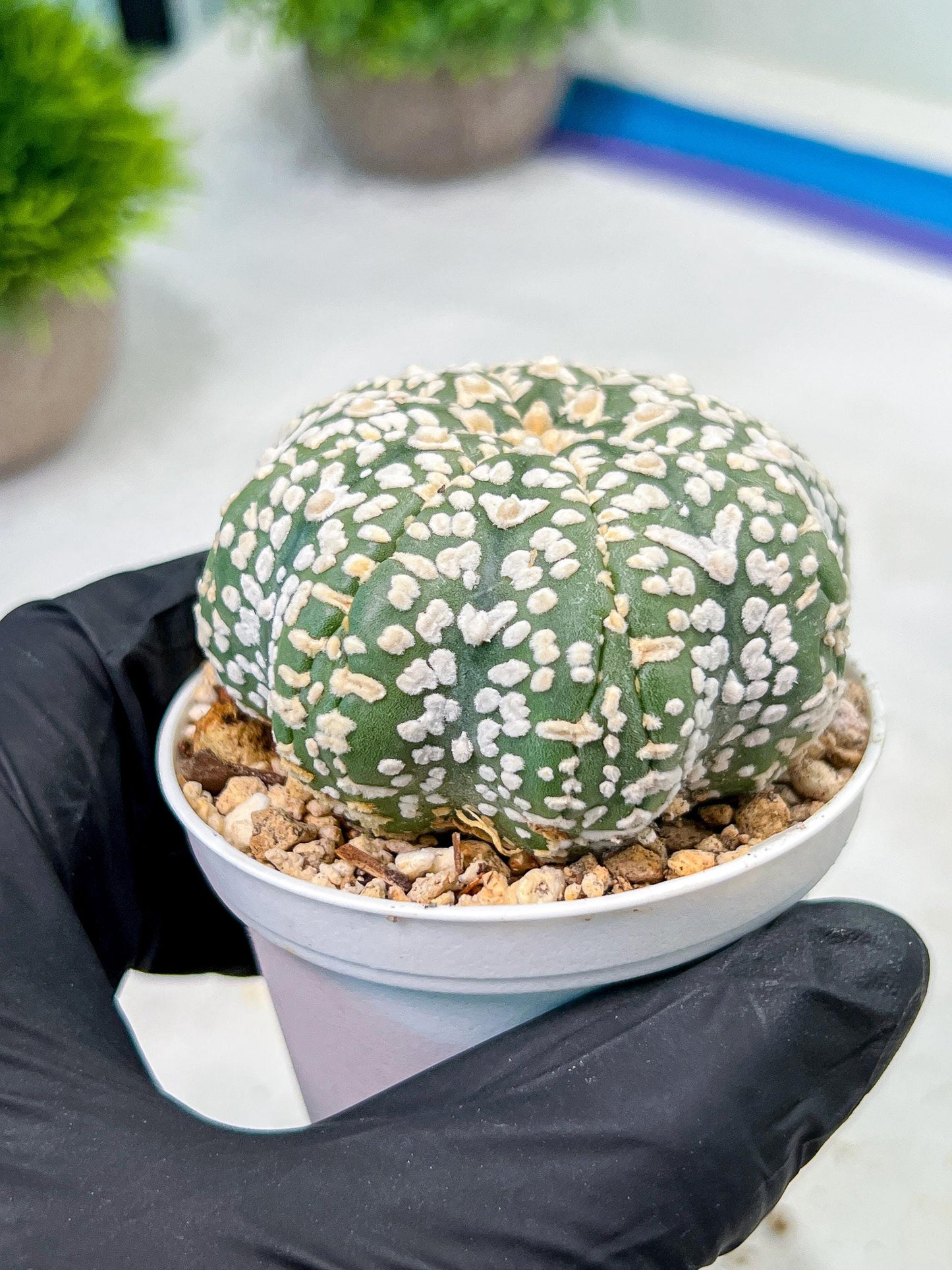 Custom Order- We’ll send you the exact live plant pictured (T9) (p3) | SHIP from USA | 3" Pot