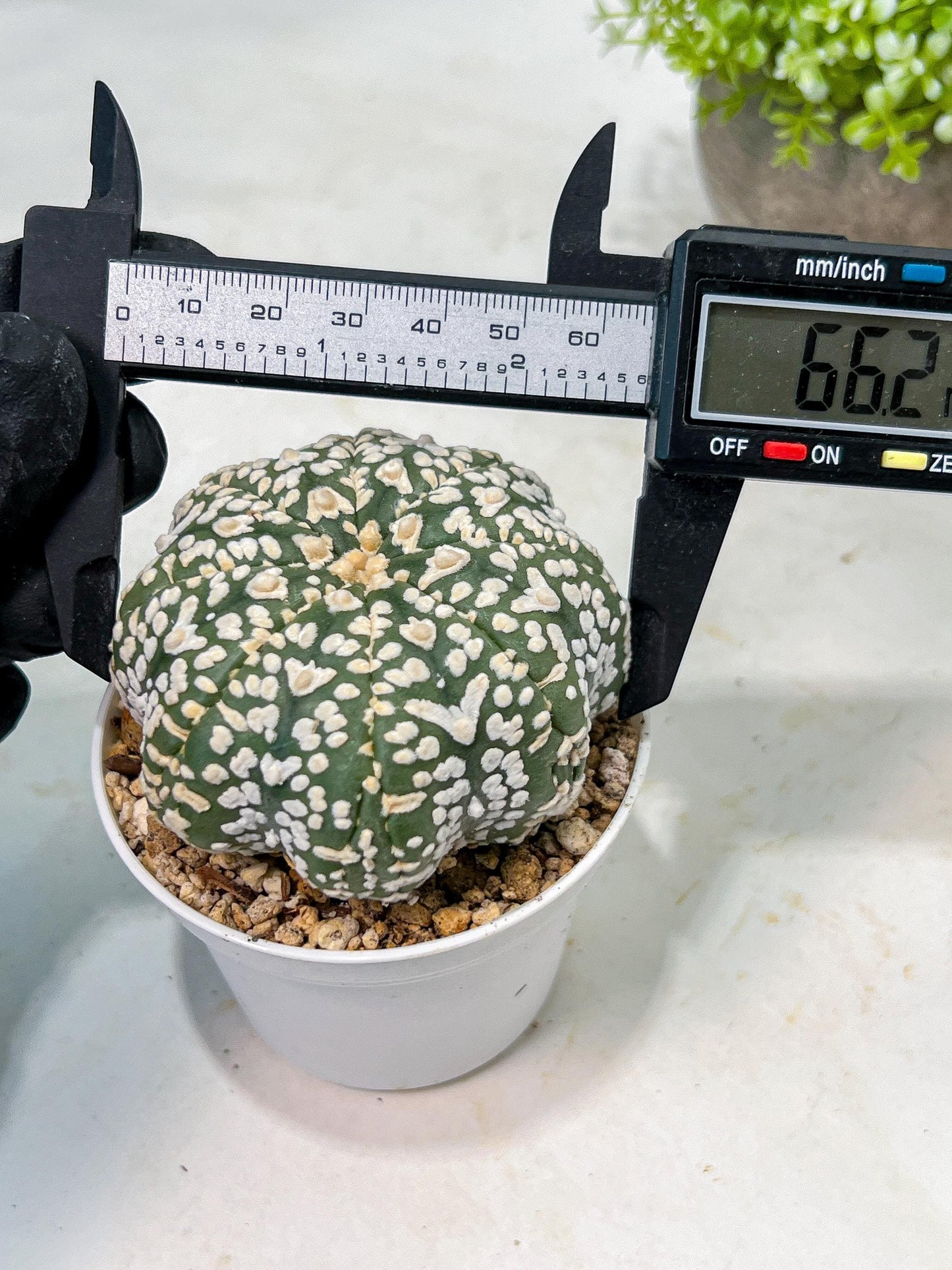 Custom Order- We’ll send you the exact live plant pictured (T9) (p3) | SHIP from USA | 3" Pot