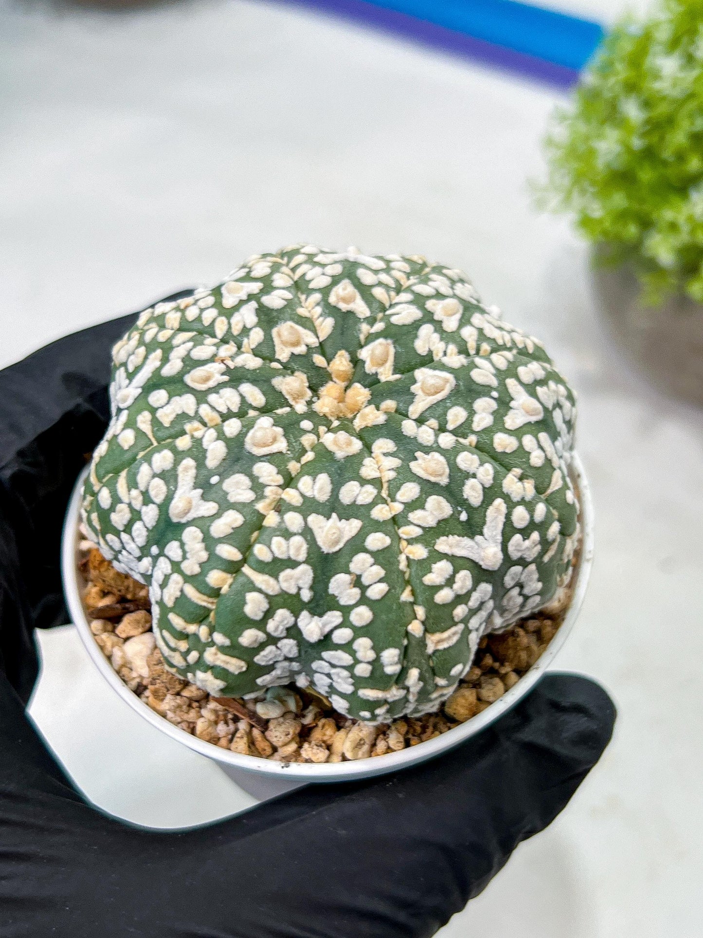 Custom Order- We’ll send you the exact live plant pictured (T9) (p3) | SHIP from USA | 3" Pot