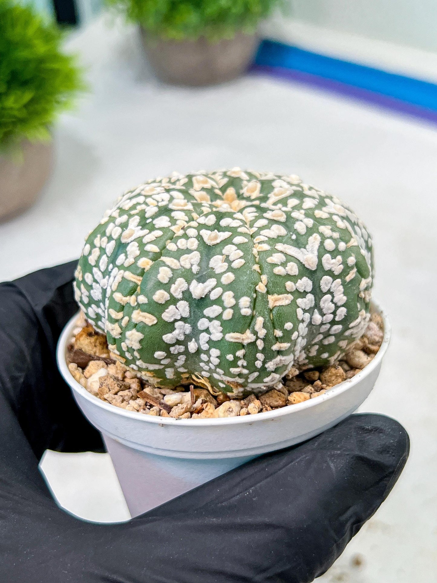 Custom Order- We’ll send you the exact live plant pictured (T9) (p3) | SHIP from USA | 3" Pot