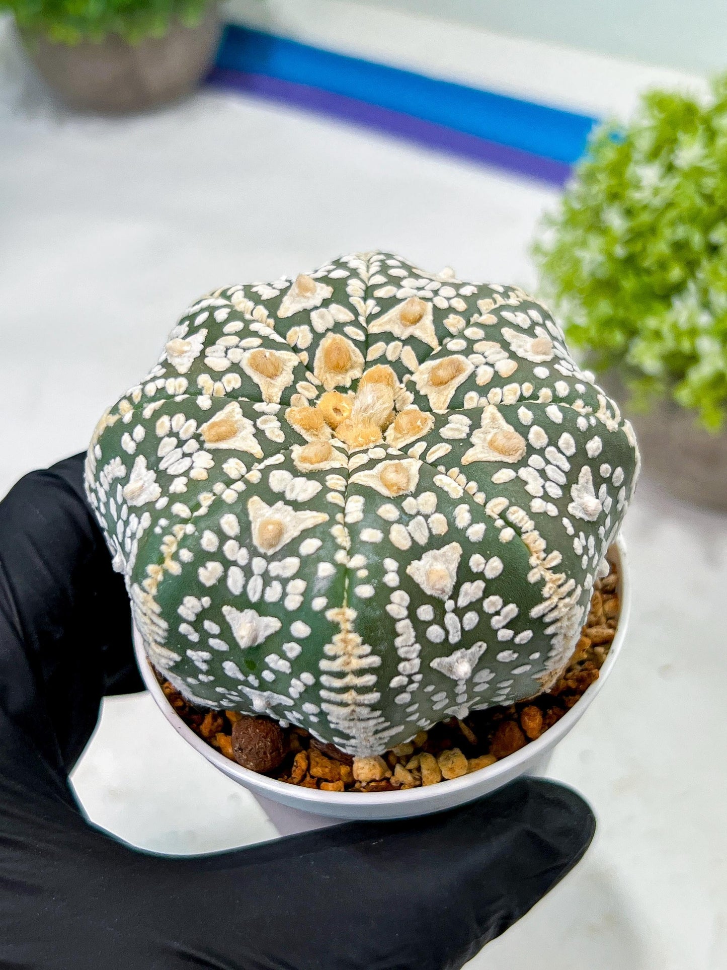 Custom Order- We’ll send you the exact live plant pictured (T9) (p4) | Las Vegas PLANT SELLER| 3" Pot