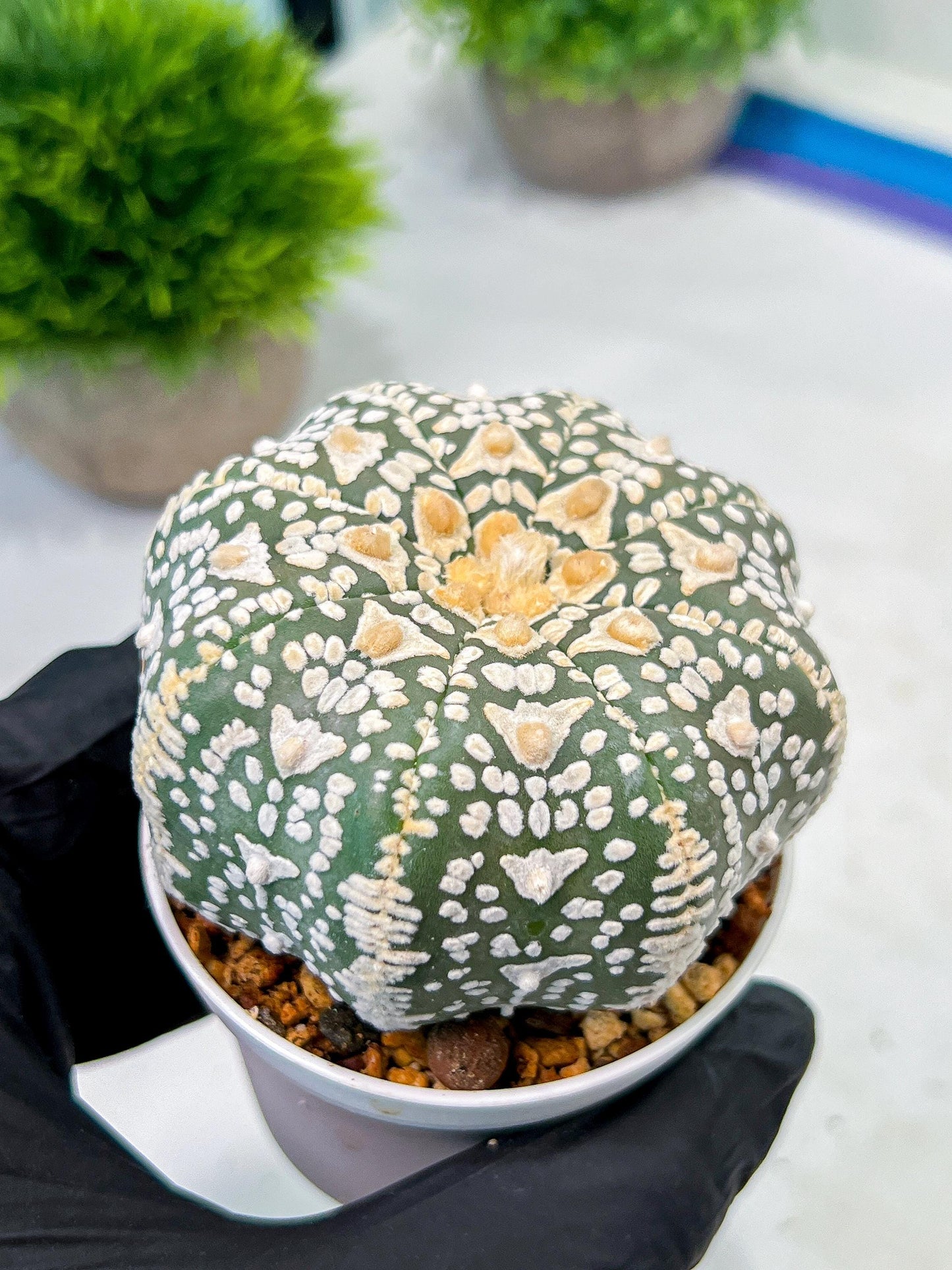 Custom Order- We’ll send you the exact live plant pictured (T9) (p4) | Las Vegas PLANT SELLER| 3" Pot