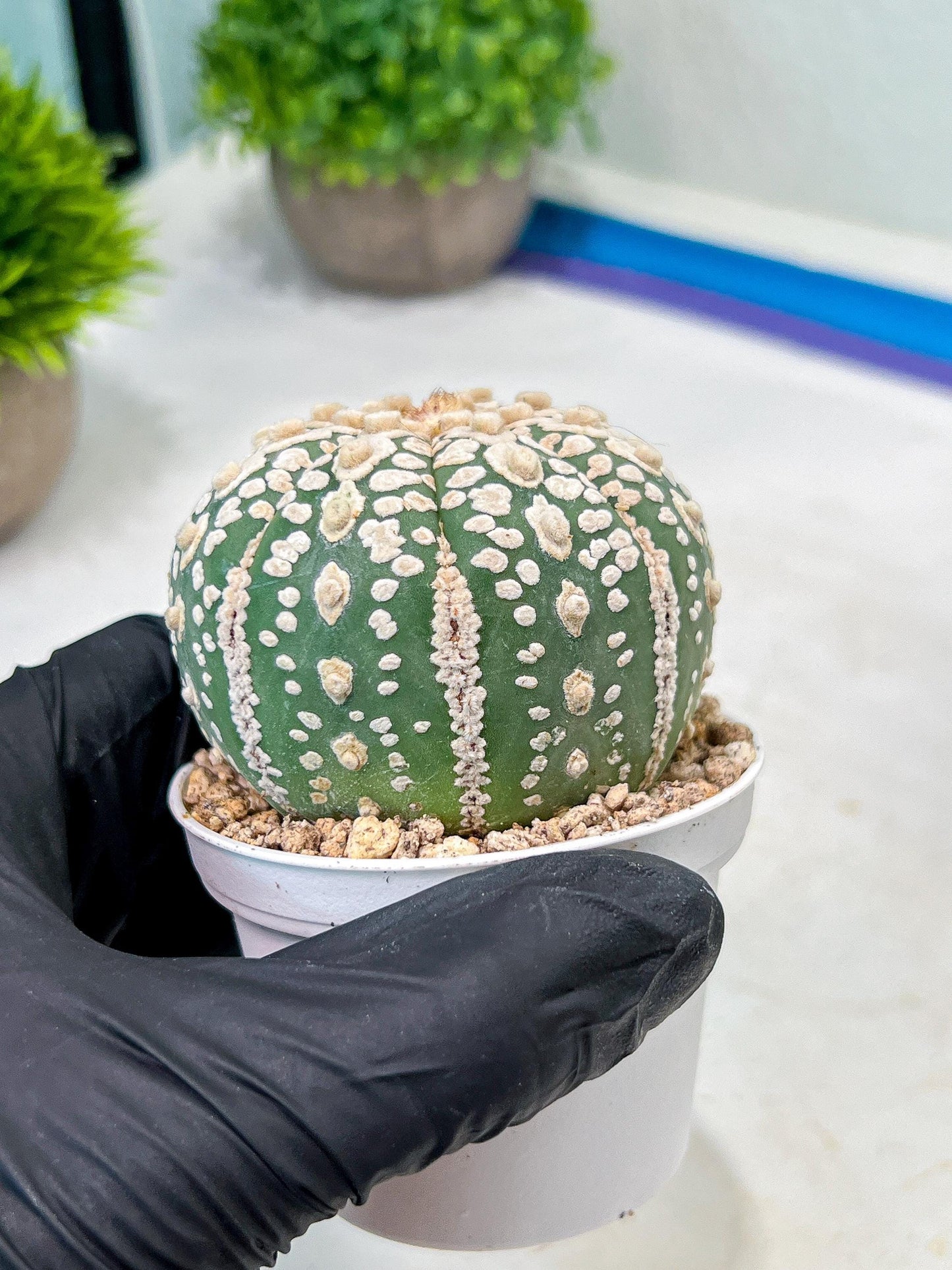 Custom Order- We’ll send you the exact live plant pictured (T9) (p5) | Las Vegas Plant Shp | 3" Pot