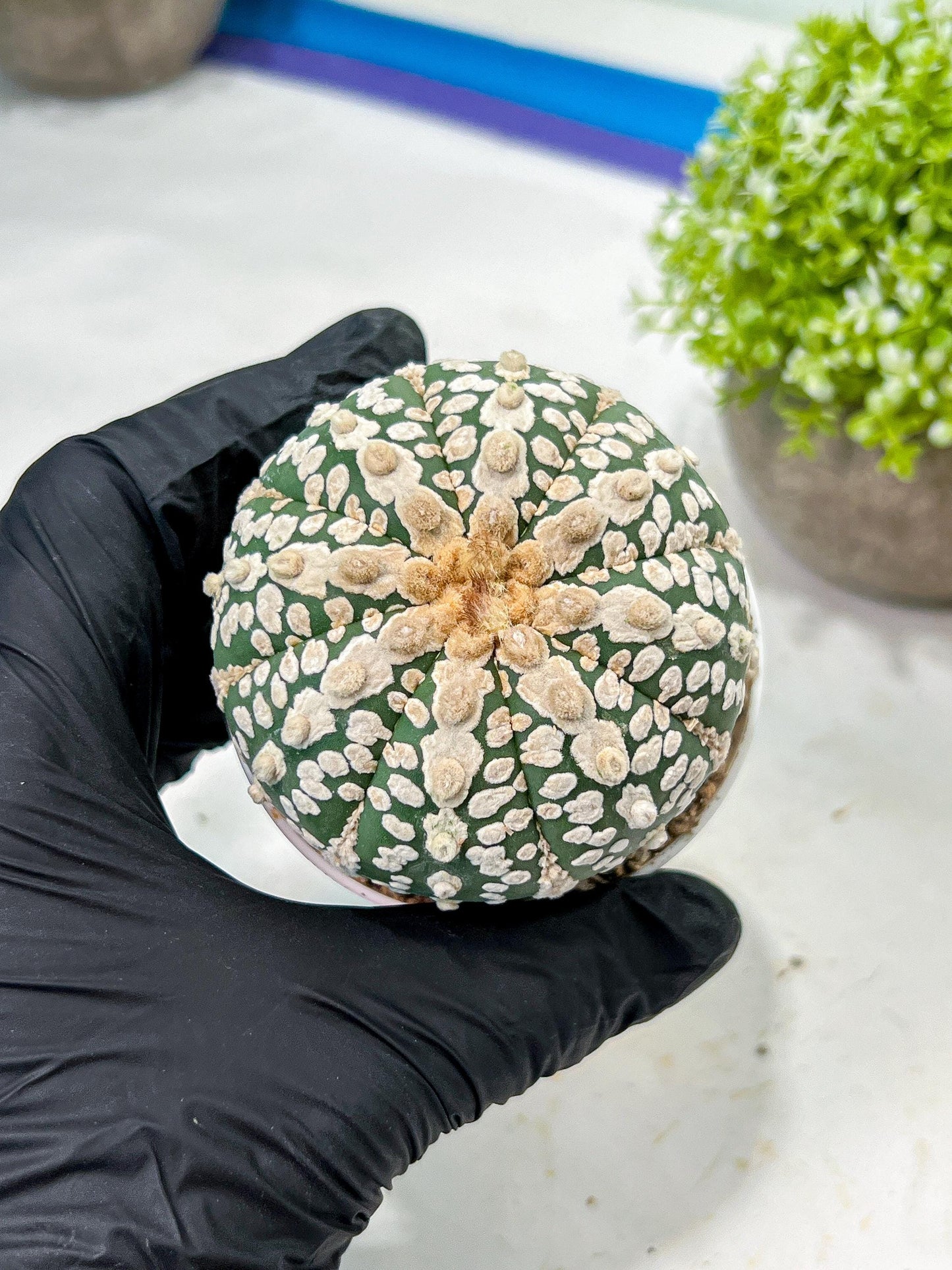 Custom Order- We’ll send you the exact live plant pictured (T9) (p5) | Las Vegas Plant Shp | 3" Pot